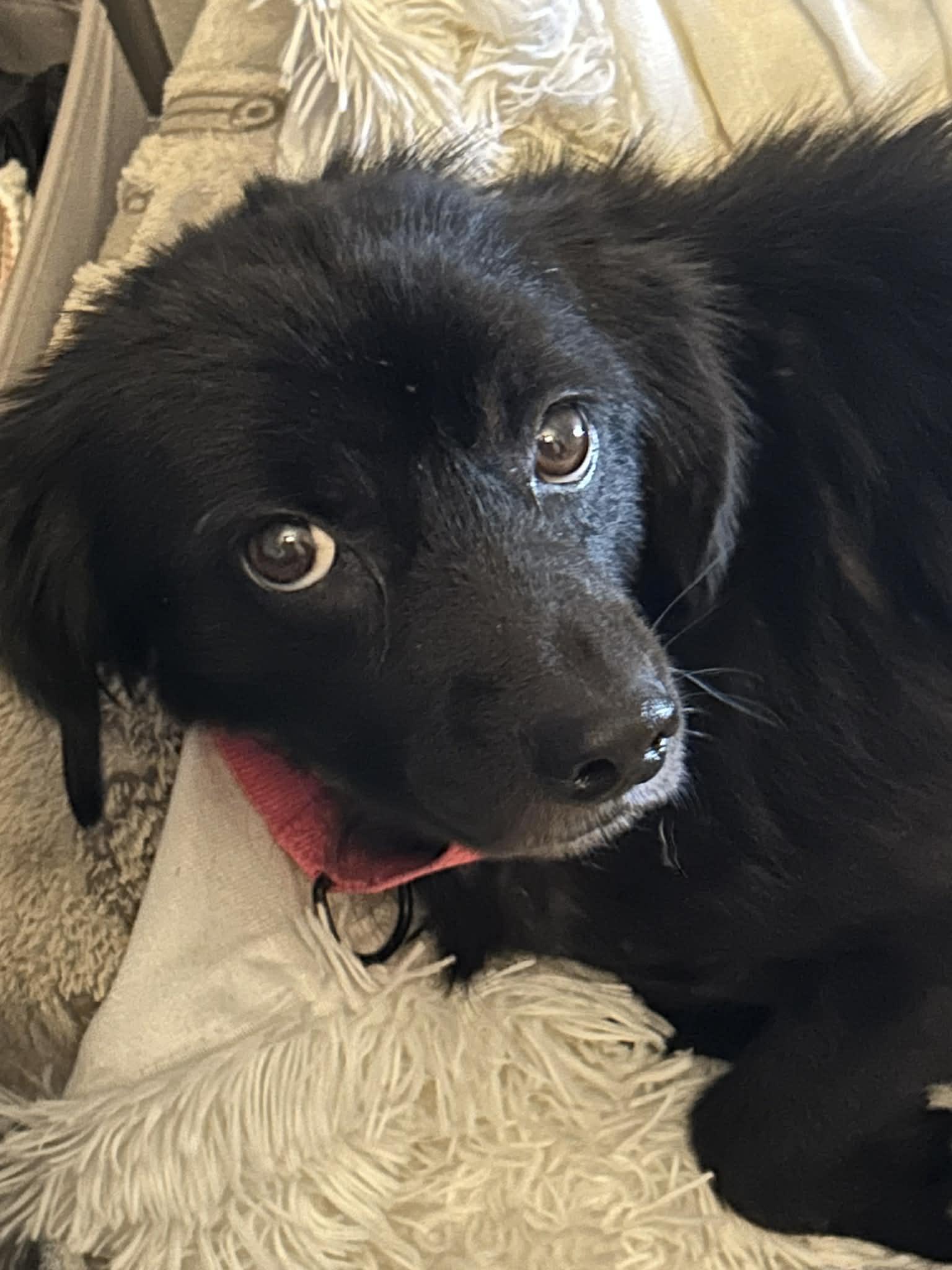 Daisy, a Adoptable mixed breed in Boston, MA image 4/6