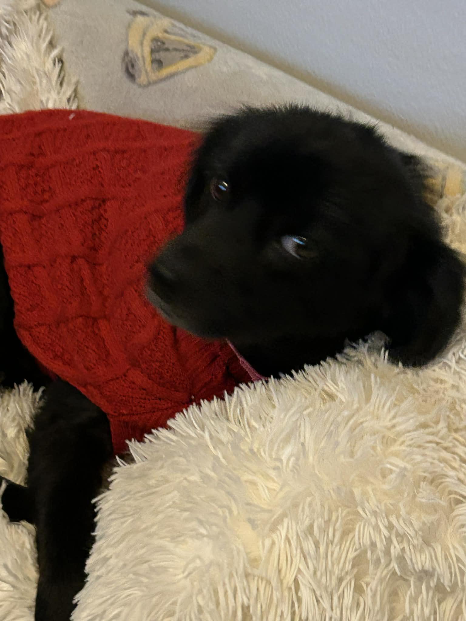 Daisy, a Adoptable mixed breed in Boston, MA image 1/6