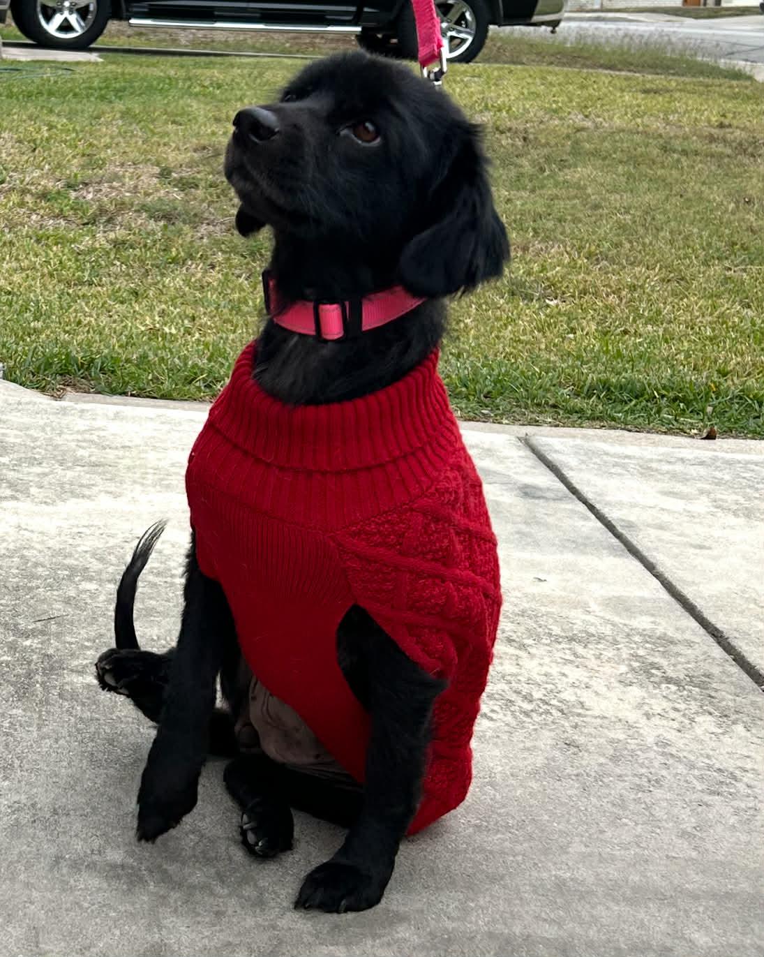 Daisy, a Adoptable mixed breed in Boston, MA image 5/6