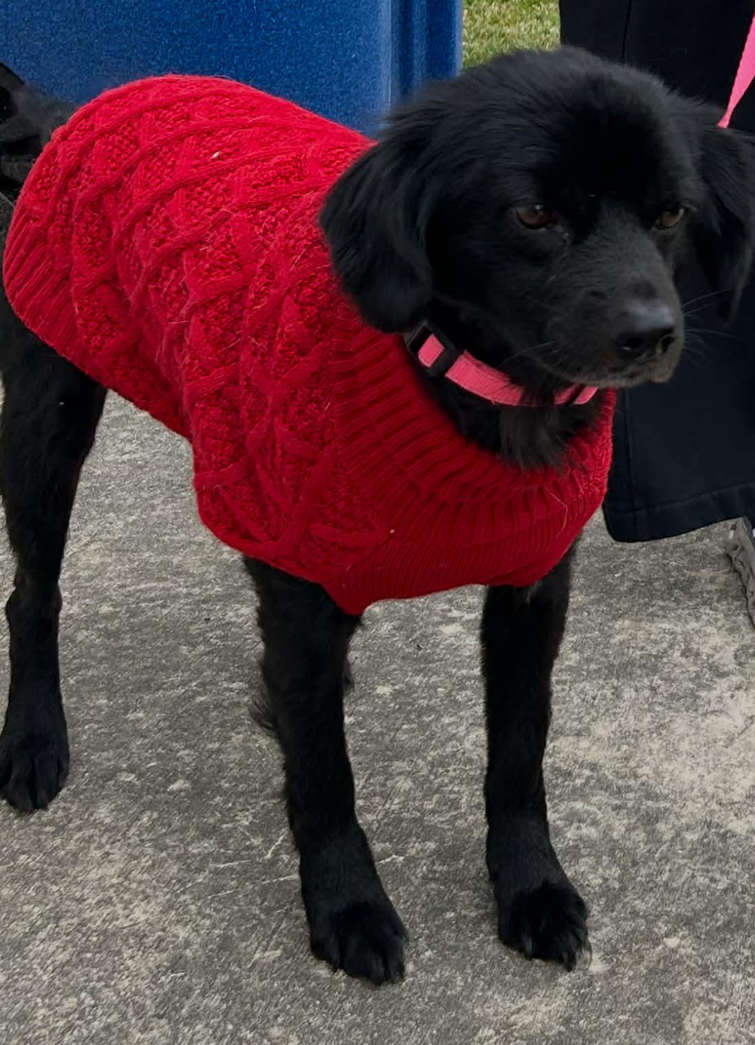 Daisy, a Adoptable mixed breed in Boston, MA image 2/6