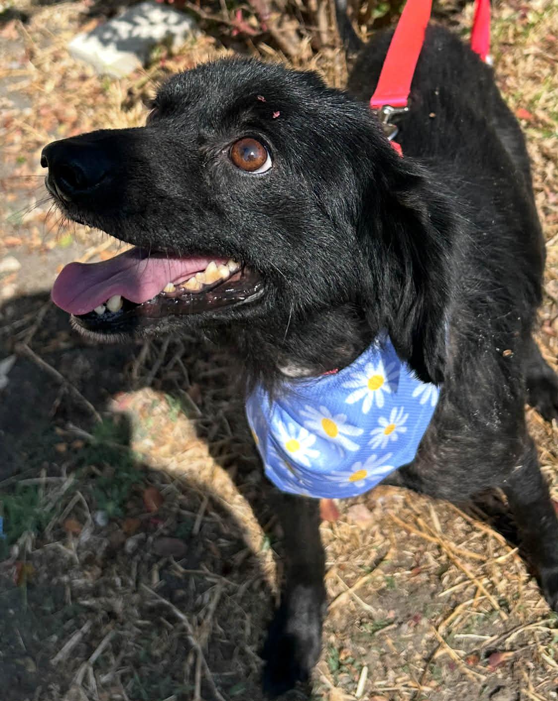 Daisy, a Adoptable mixed breed in Boston, MA image 6/6