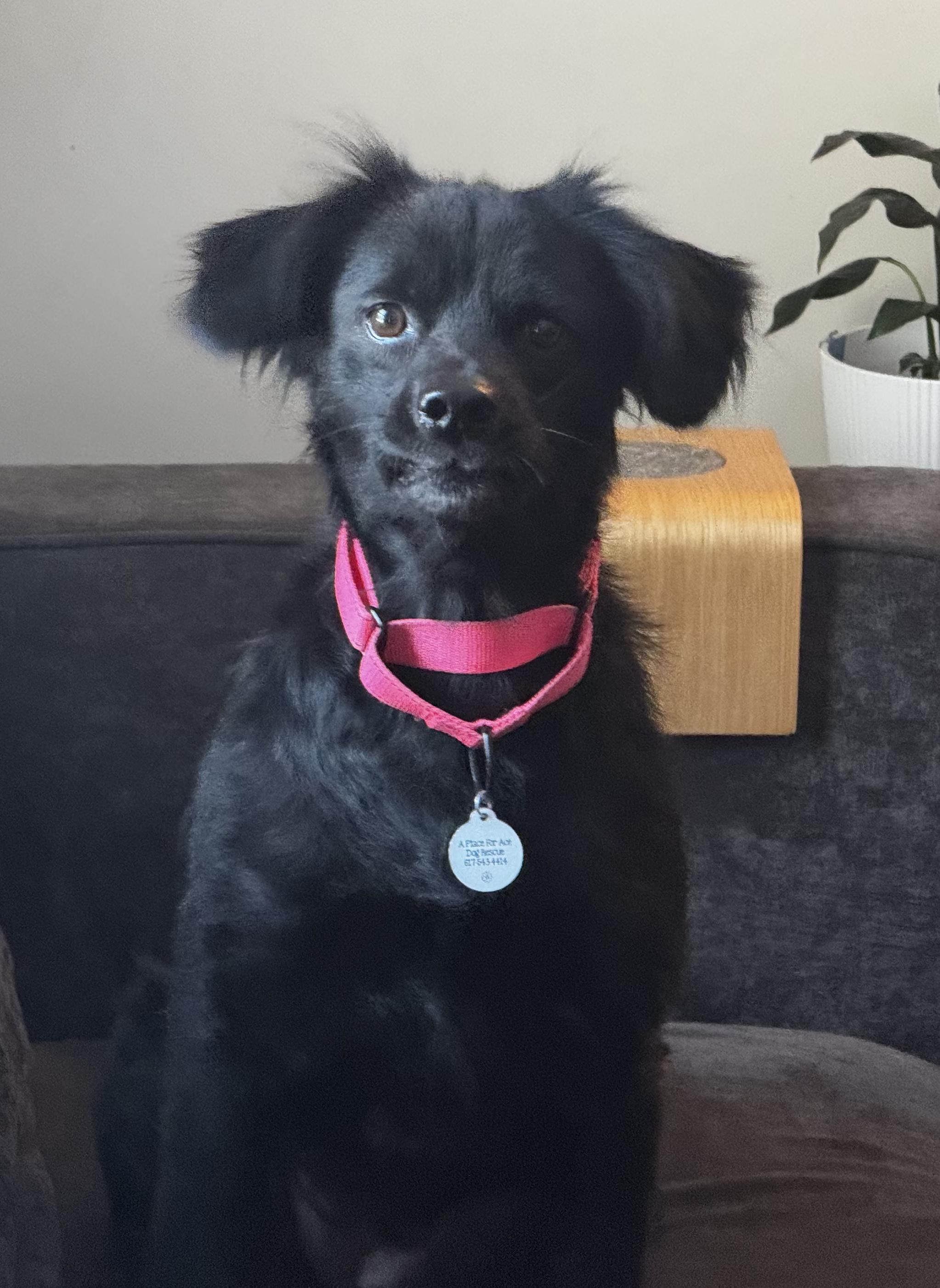 Enlarge Daisy, a Adoptable mixed breed in Boston, MA image 1/6