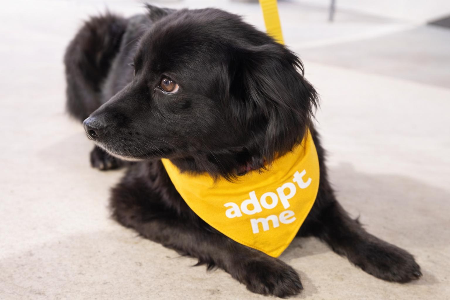 Enlarge Daisy, an adopted mixed breed in Boston, MA image 1/5