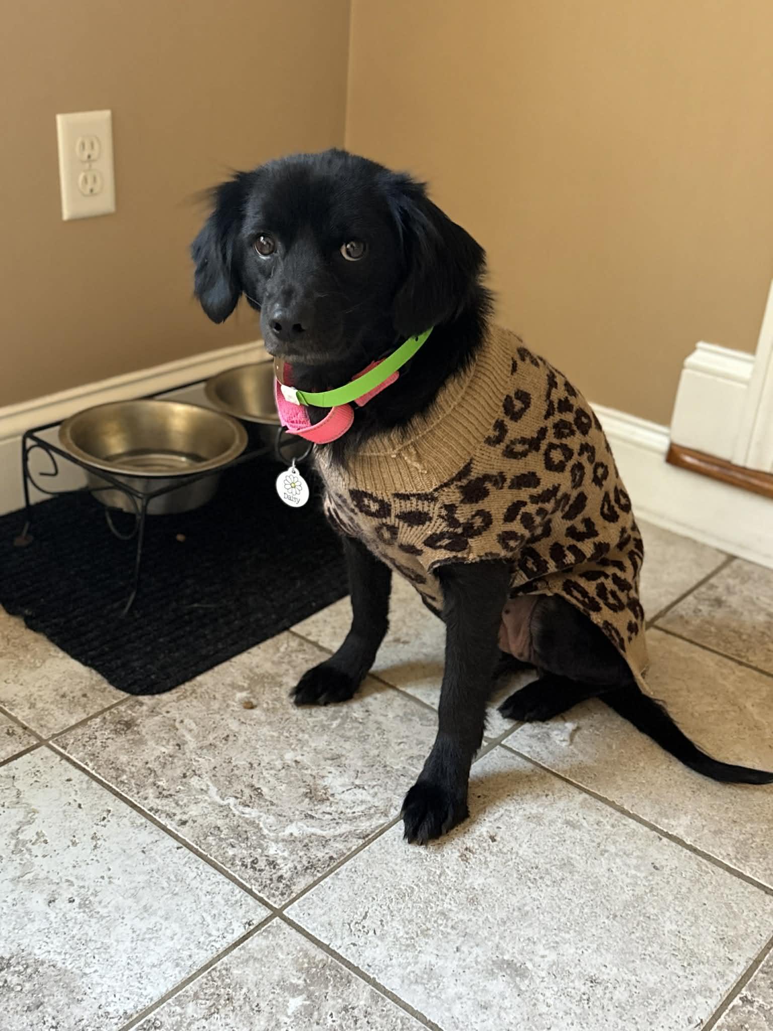 Enlarge Daisy, a Adoptable mixed breed in Boston, MA image 3/6