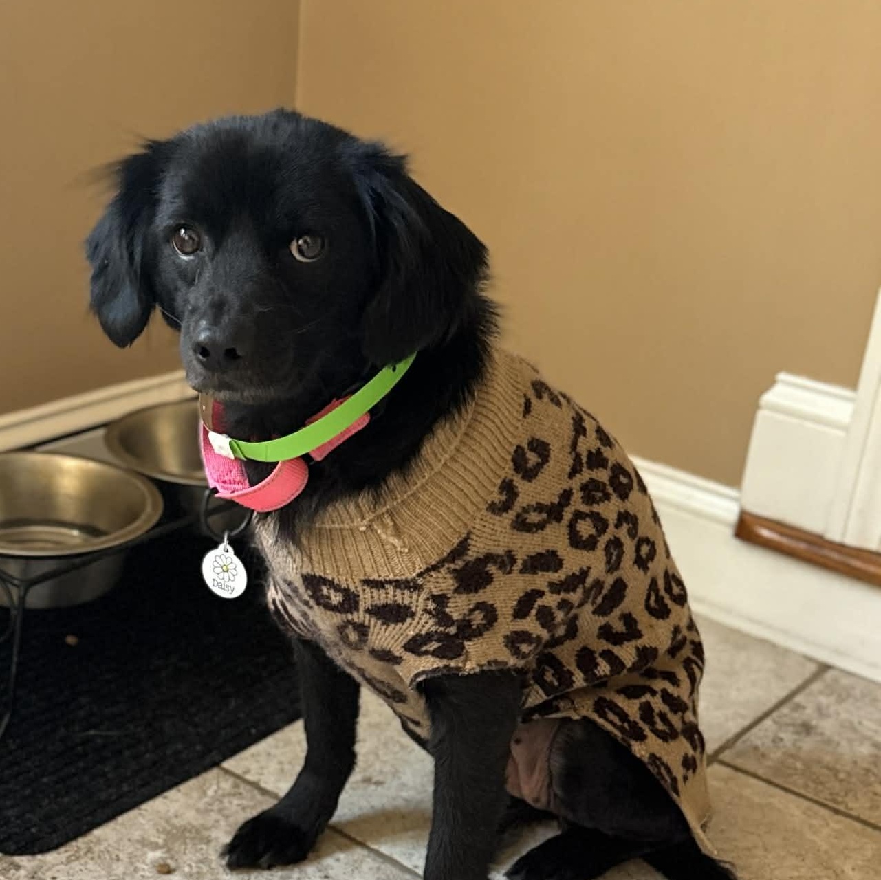 Enlarge Daisy, an adopted mixed breed in Boston, MA image 2/5