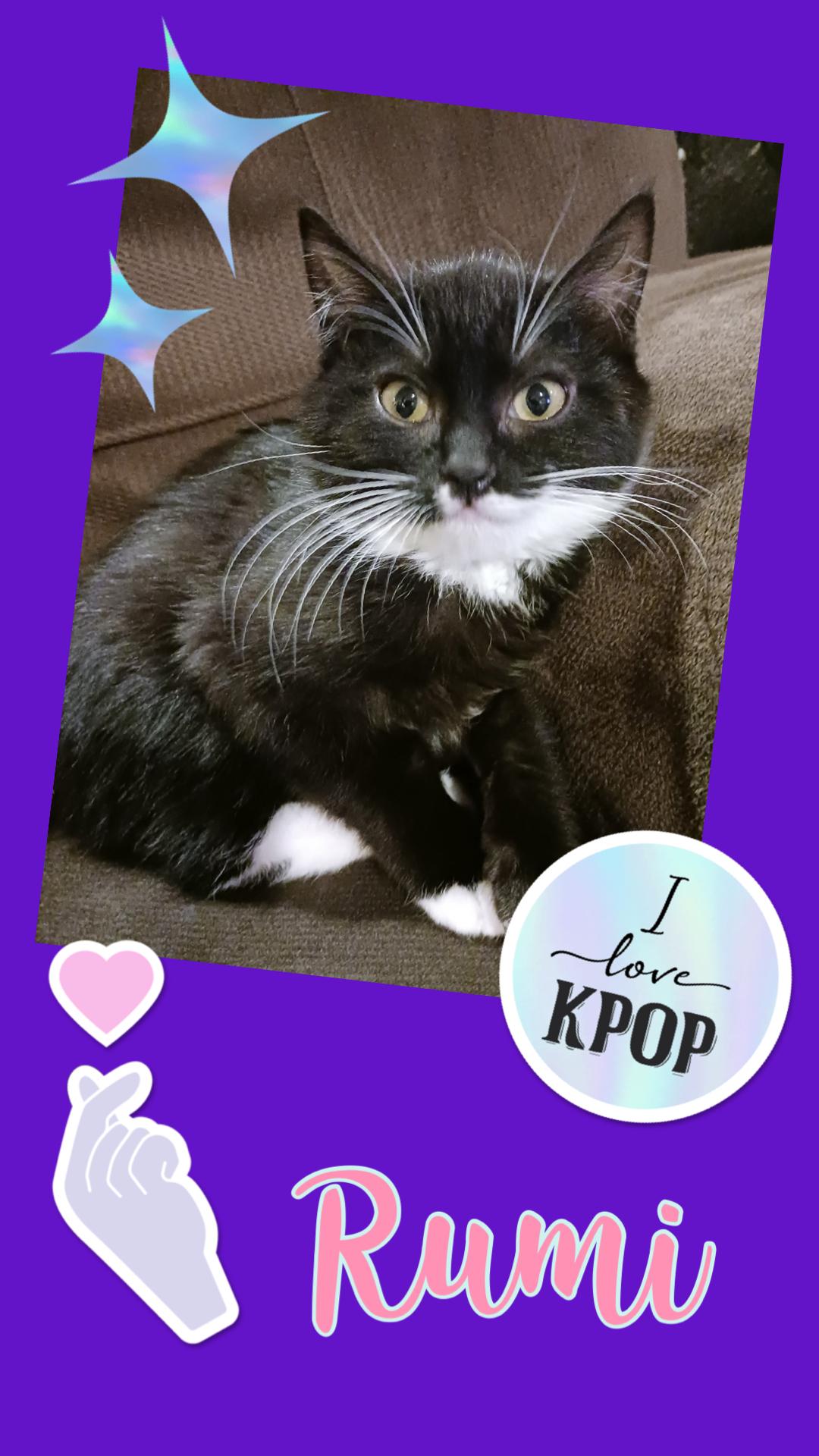 Enlarge Rumi, a ADOPTABLE Domestic Short Hair in Pasco, WA image 4/5