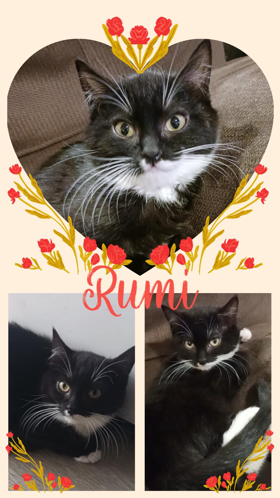 Enlarge Rumi, a ADOPTABLE Domestic Short Hair in Pasco, WA image 5/5