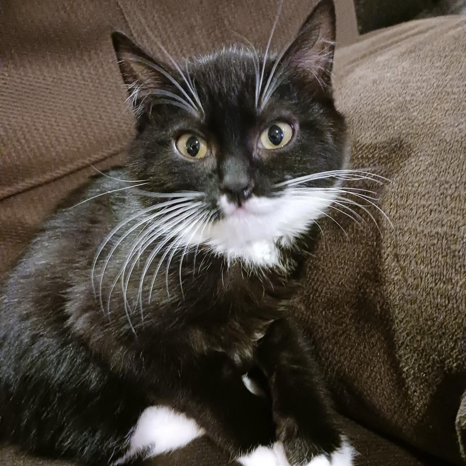 Enlarge Rumi, a ADOPTABLE Domestic Short Hair in Pasco, WA image 1/5