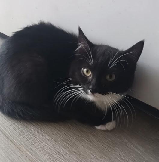 Enlarge Rumi, a ADOPTABLE Domestic Short Hair in Pasco, WA image 3/5