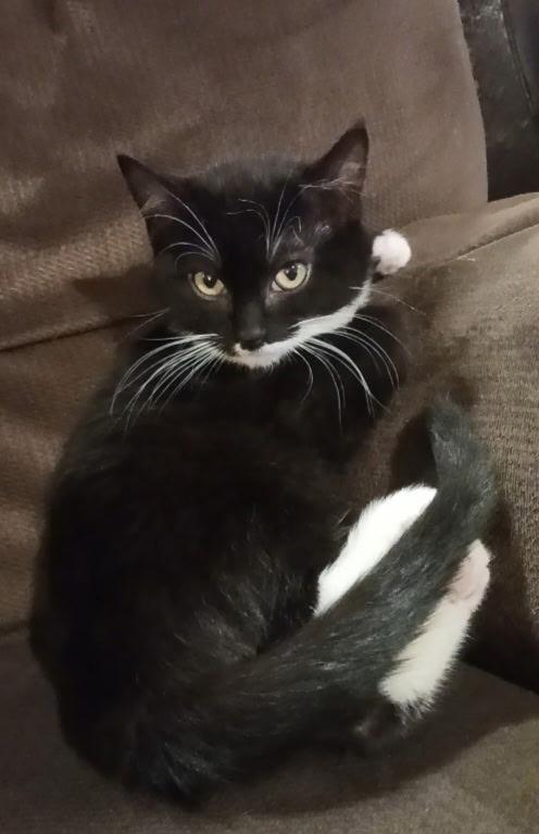 Enlarge Rumi, a ADOPTABLE Domestic Short Hair in Pasco, WA image 2/5