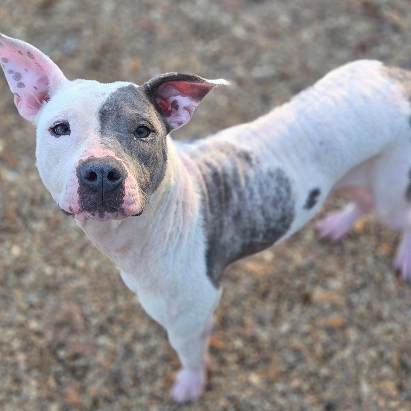 Enlarge Queen, an adopted Pit Bull Terrier in Madison, MS image 1/1