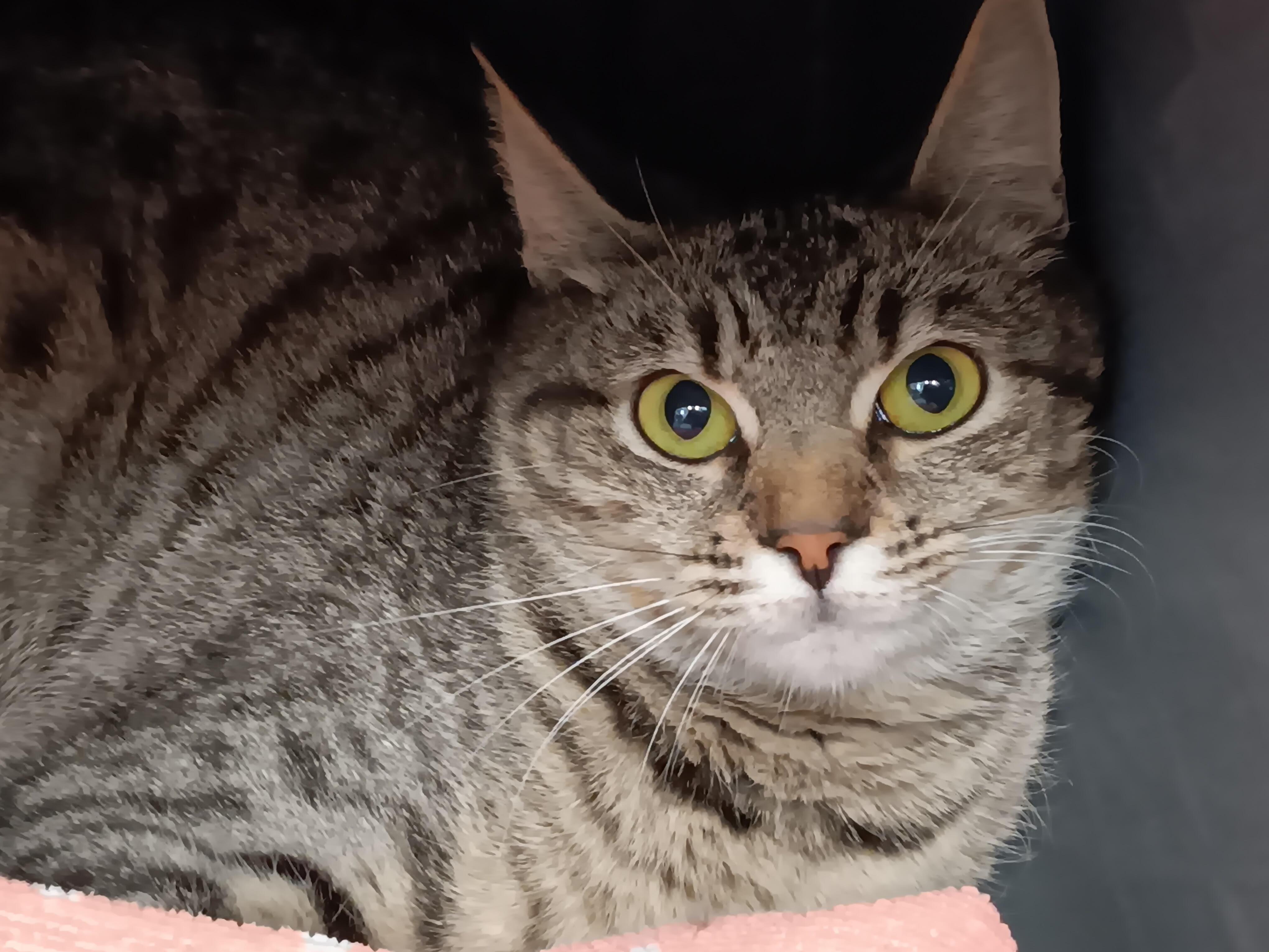 Enlarge Mab, a Adoptable Domestic Short Hair in Winthrop, ME image 1/1