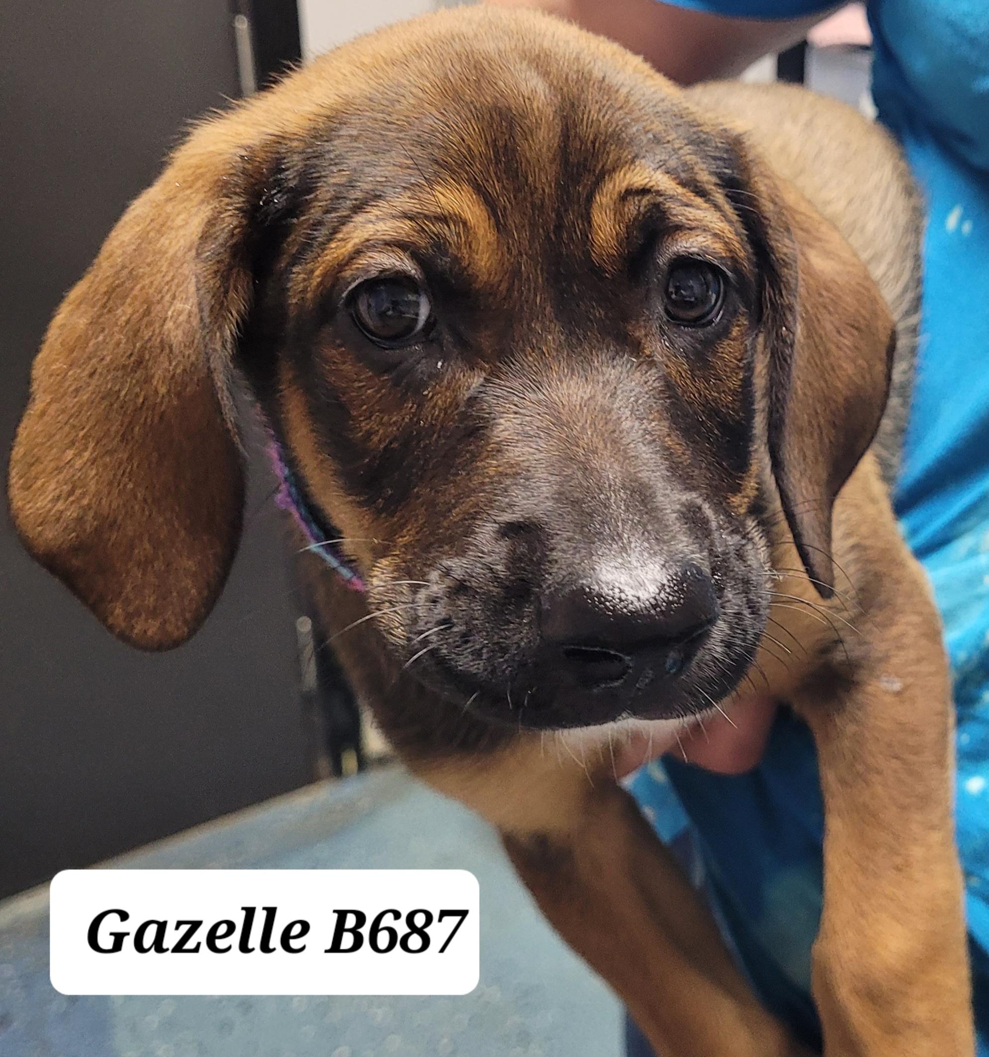 Gazelle, Baby Female Belgian Shepherd / Malinois