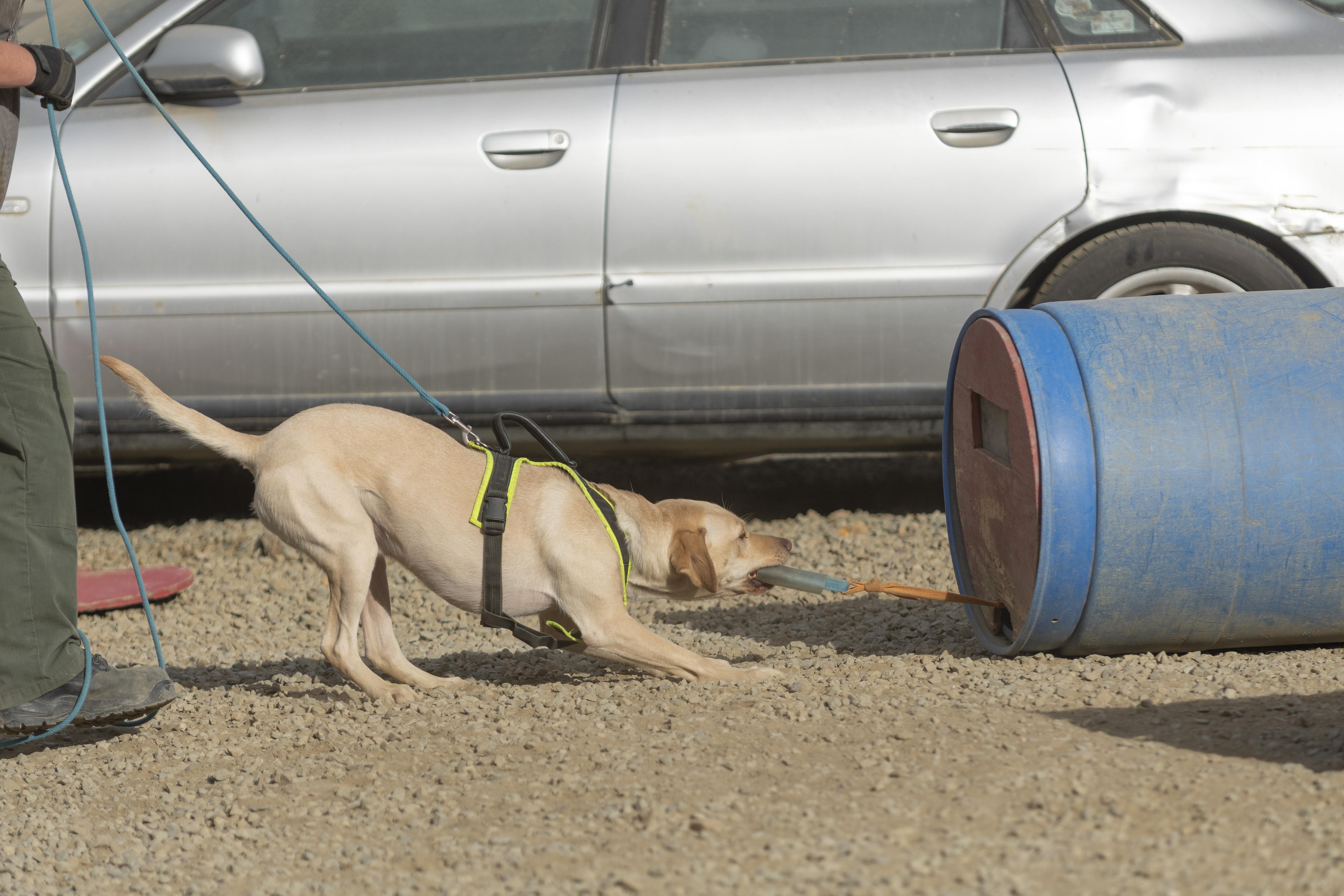 Chad, Adopted, Young Male Labrador Retriever.