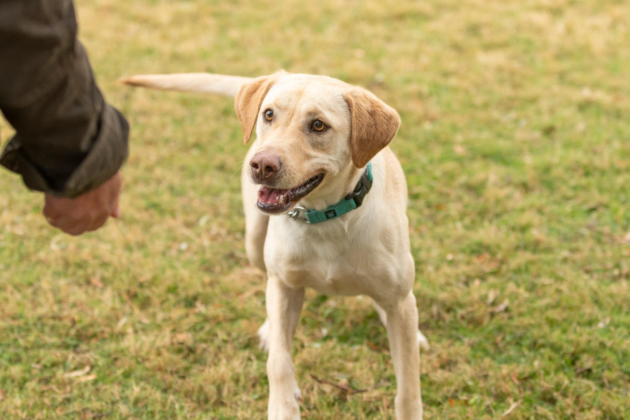 Chad, a Adopted Labrador Retriever in Santa Paula, CA image 2/4