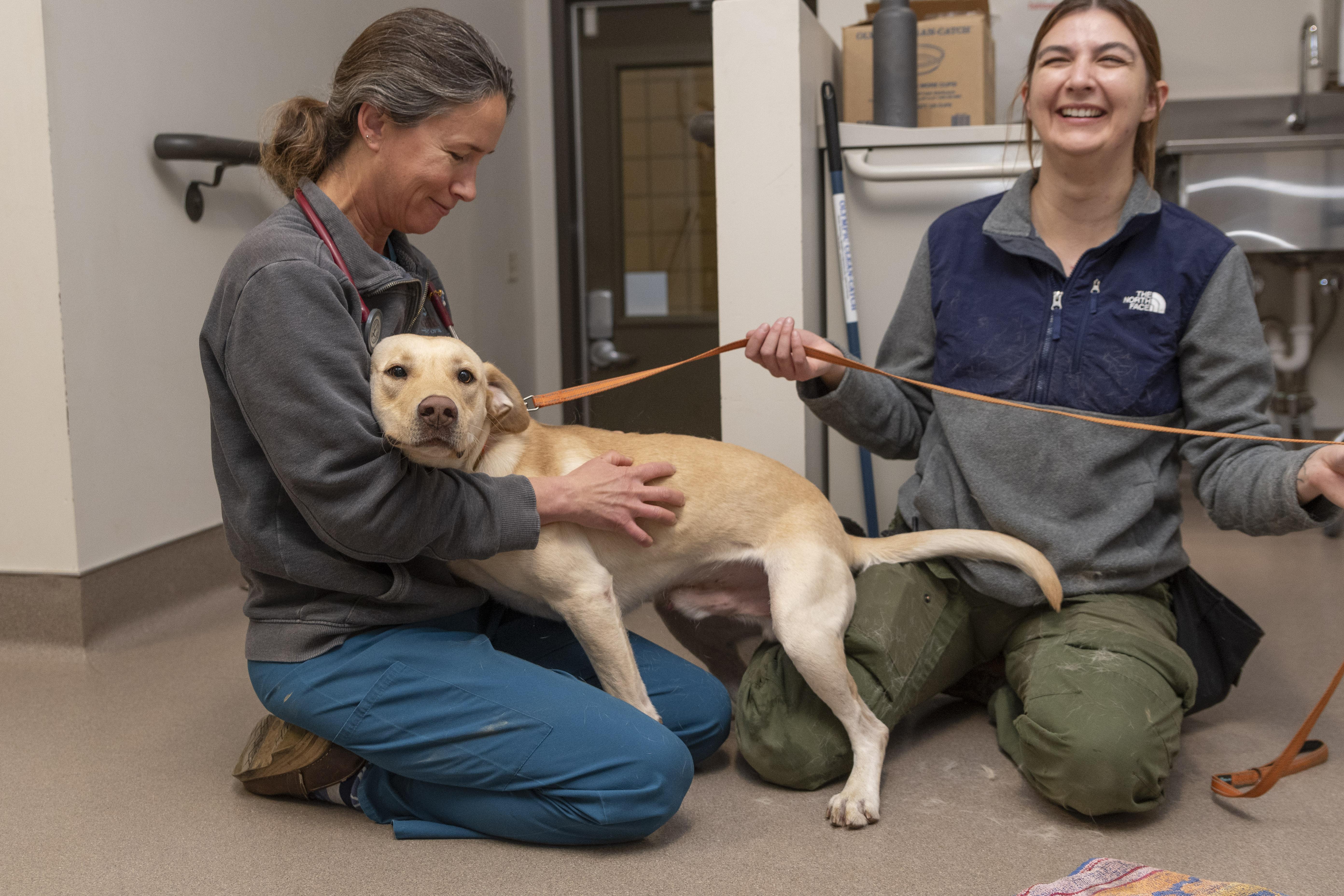 Chad, a Adopted Labrador Retriever in Santa Paula, CA image 3/4