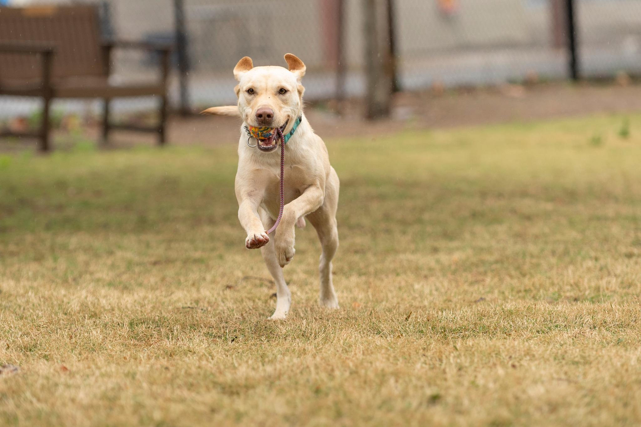 Chad, a Adopted Labrador Retriever in Santa Paula, CA image 4/4
