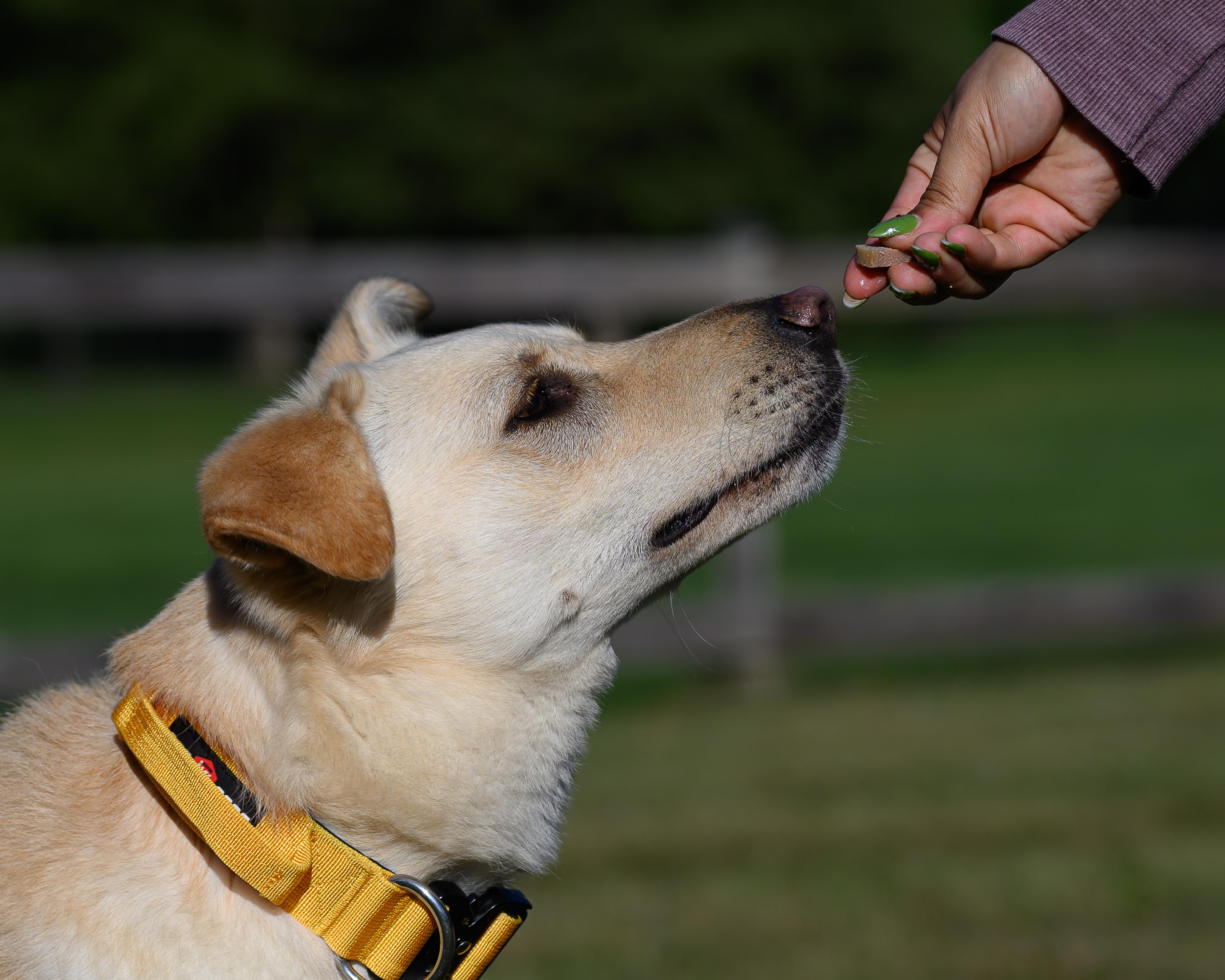 Enlarge Dagwood, a Adoptable Carolina Dog in Montclair, NJ image 2/2