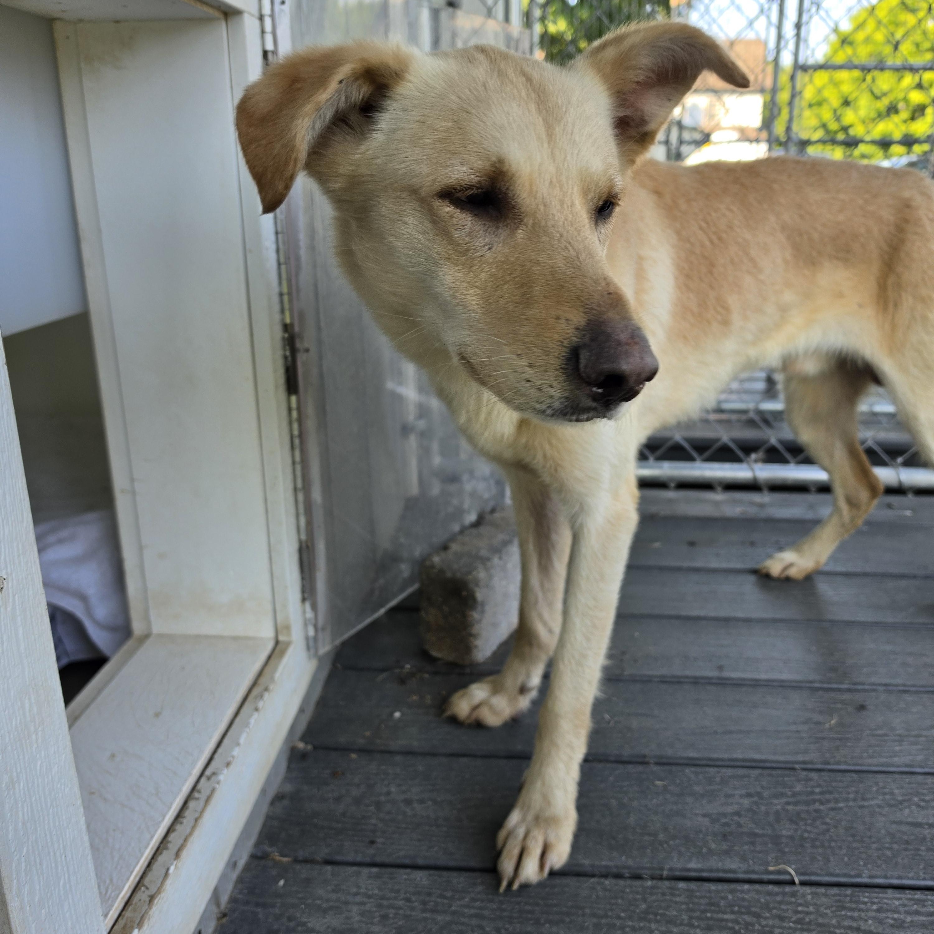 Enlarge Dagwood, a ADOPTABLE Carolina Dog in Montclair, NJ image 2/2