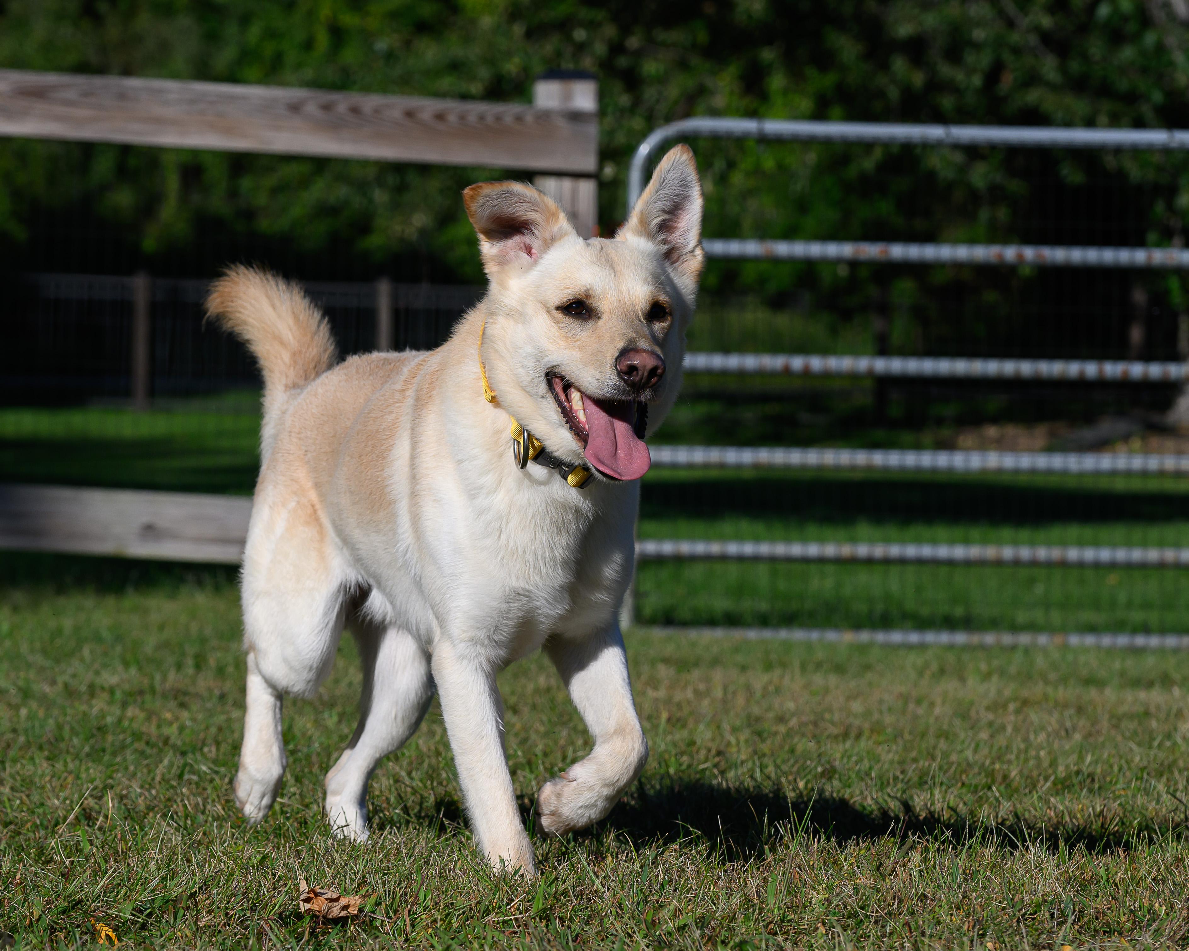 Dagwood, Adoptable, Young Male Carolina Dog.