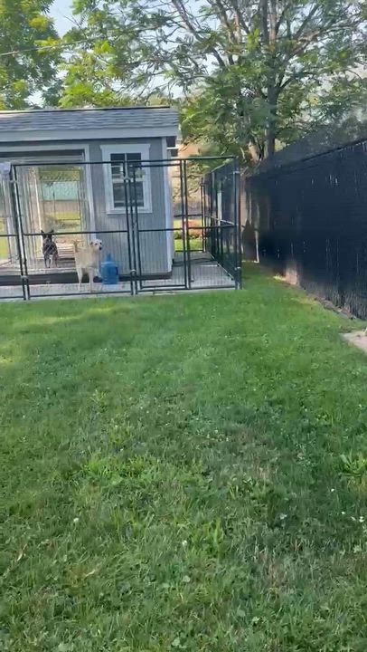 Enlarge Dagwood, a ADOPTABLE Carolina Dog in Montclair, NJ video 1/2