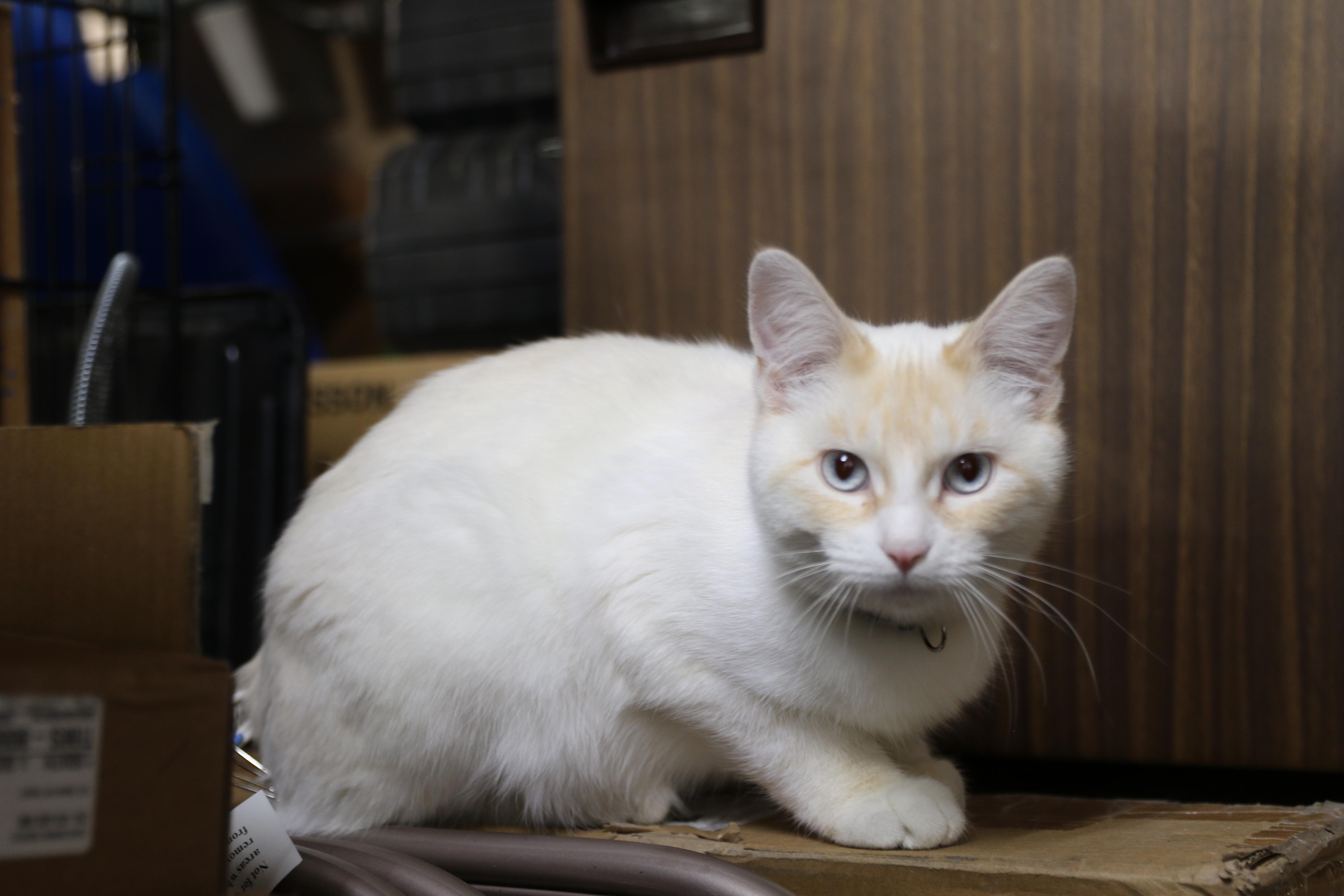 Aurora, an adoptable Siamese in Cut Bank, MT, 59427 | Photo Image 3