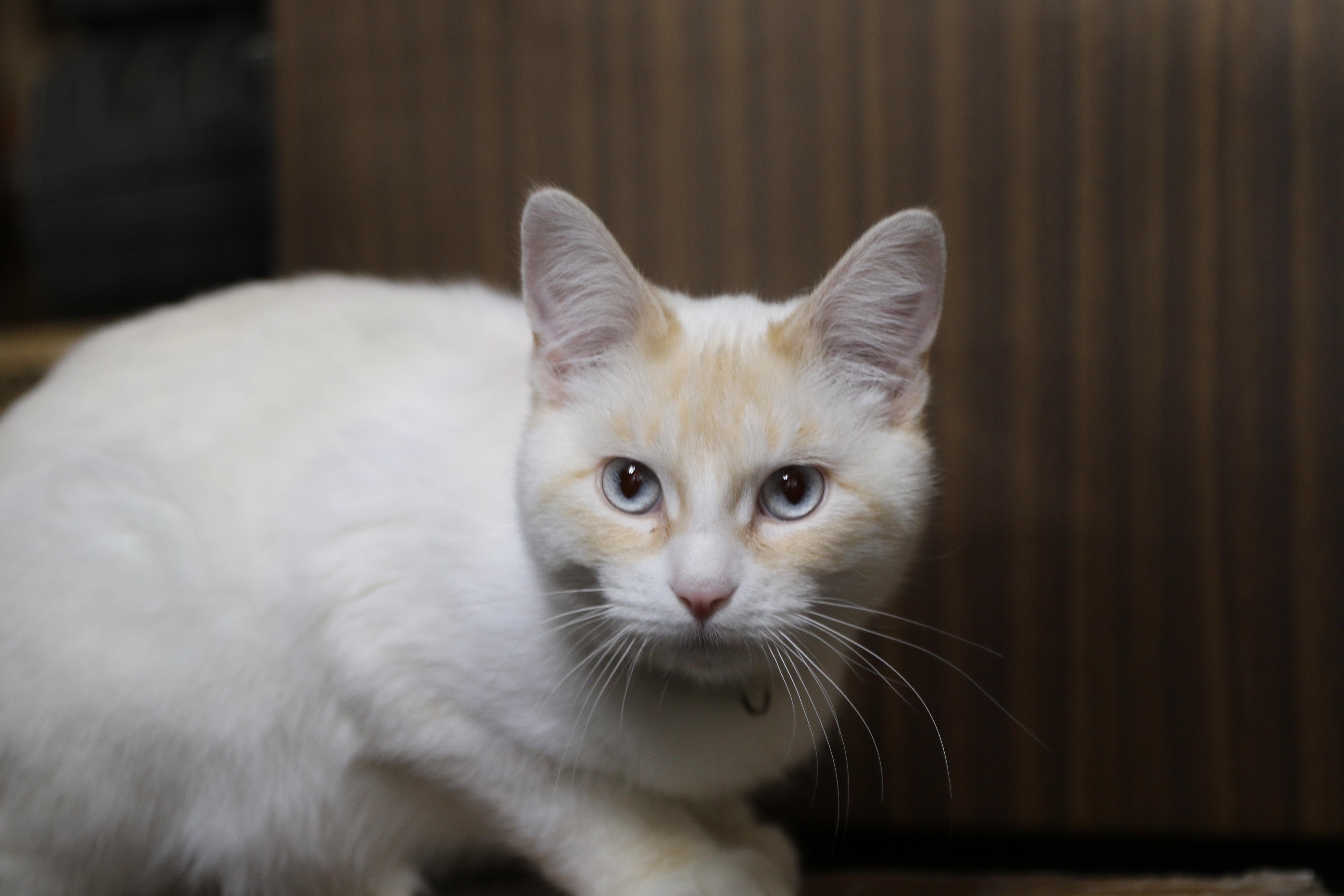 Aurora, an adoptable Siamese in Cut Bank, MT, 59427 | Photo Image 1