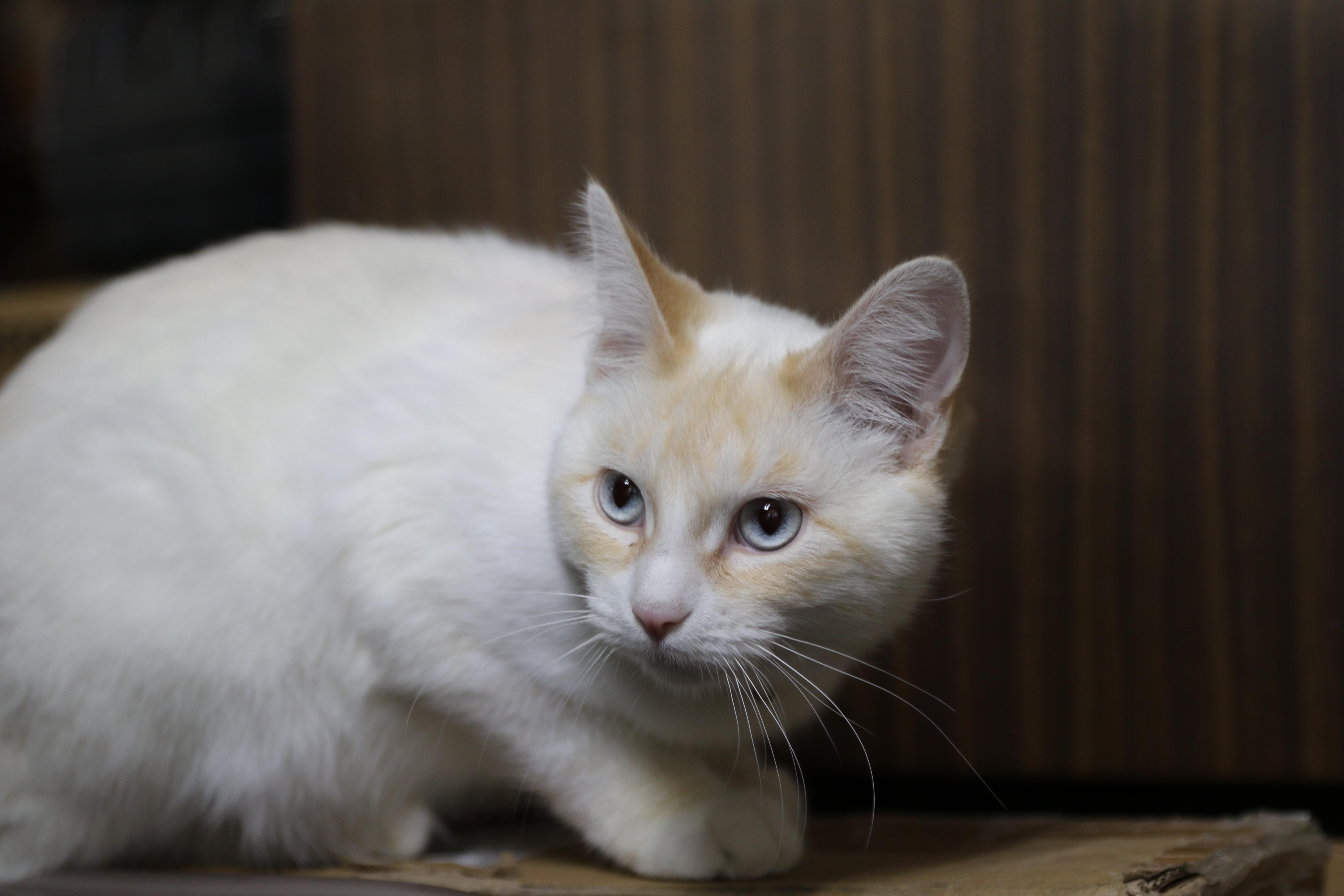 Aurora, an adoptable Siamese in Cut Bank, MT, 59427 | Photo Image 2