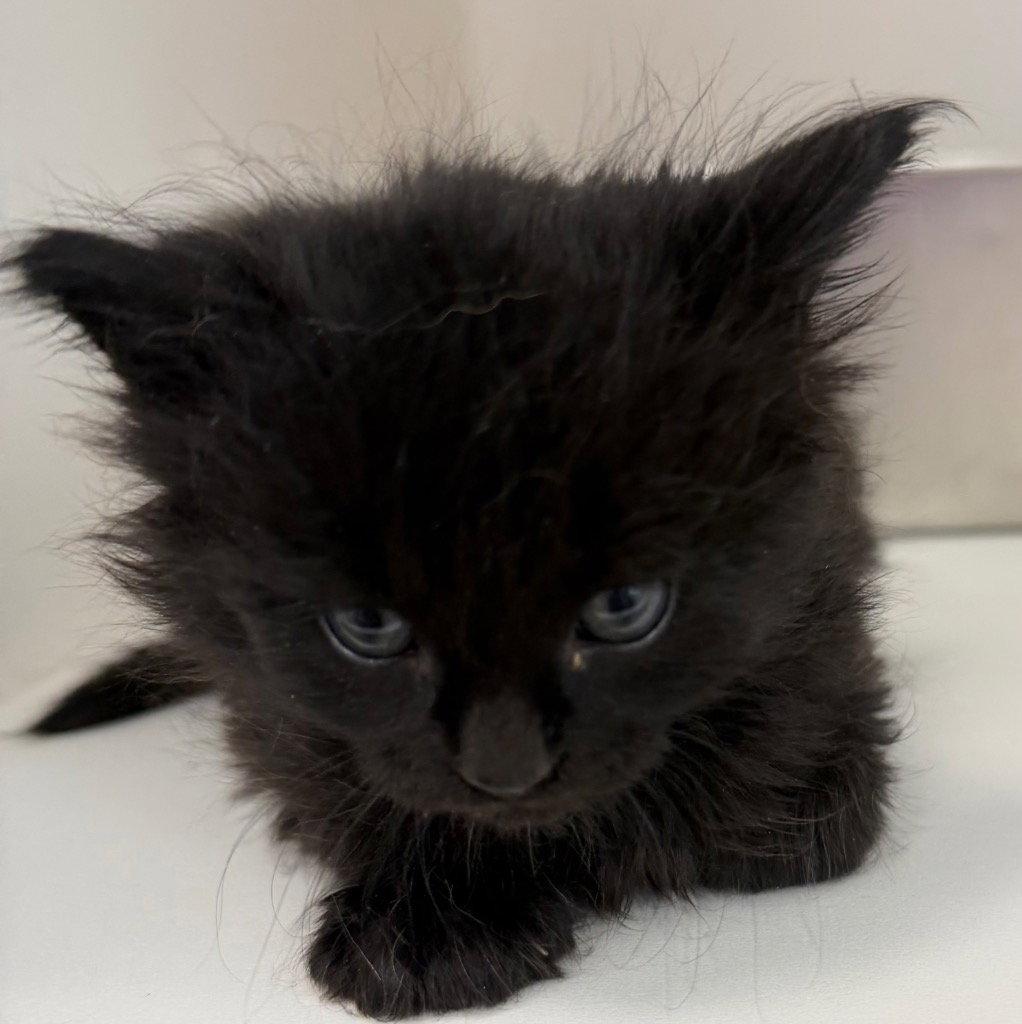 26-288 Cleocatra, Adoptable, Kitten Female Domestic Short Hair.