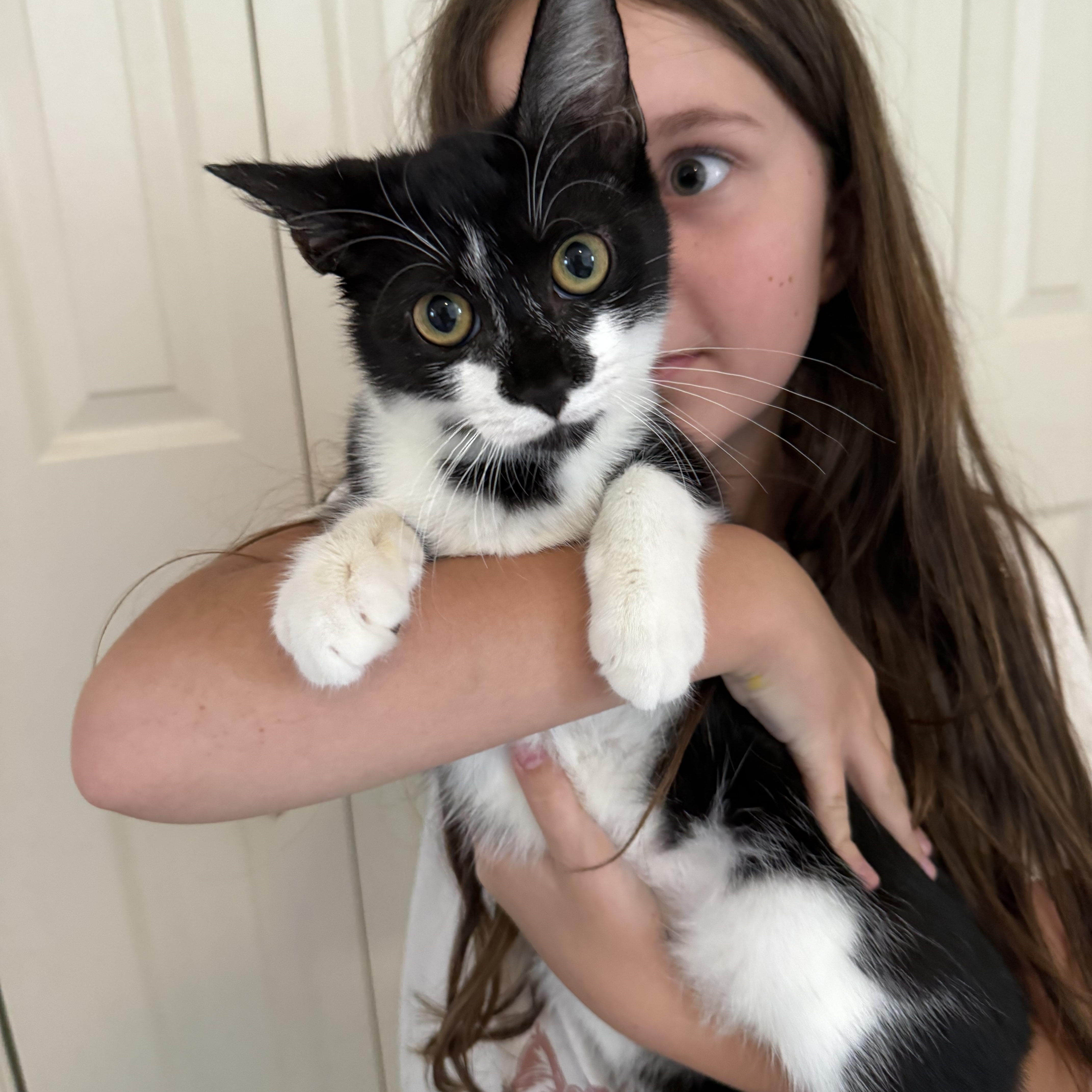 Clove, Adoptable, Young Female Domestic Short Hair.