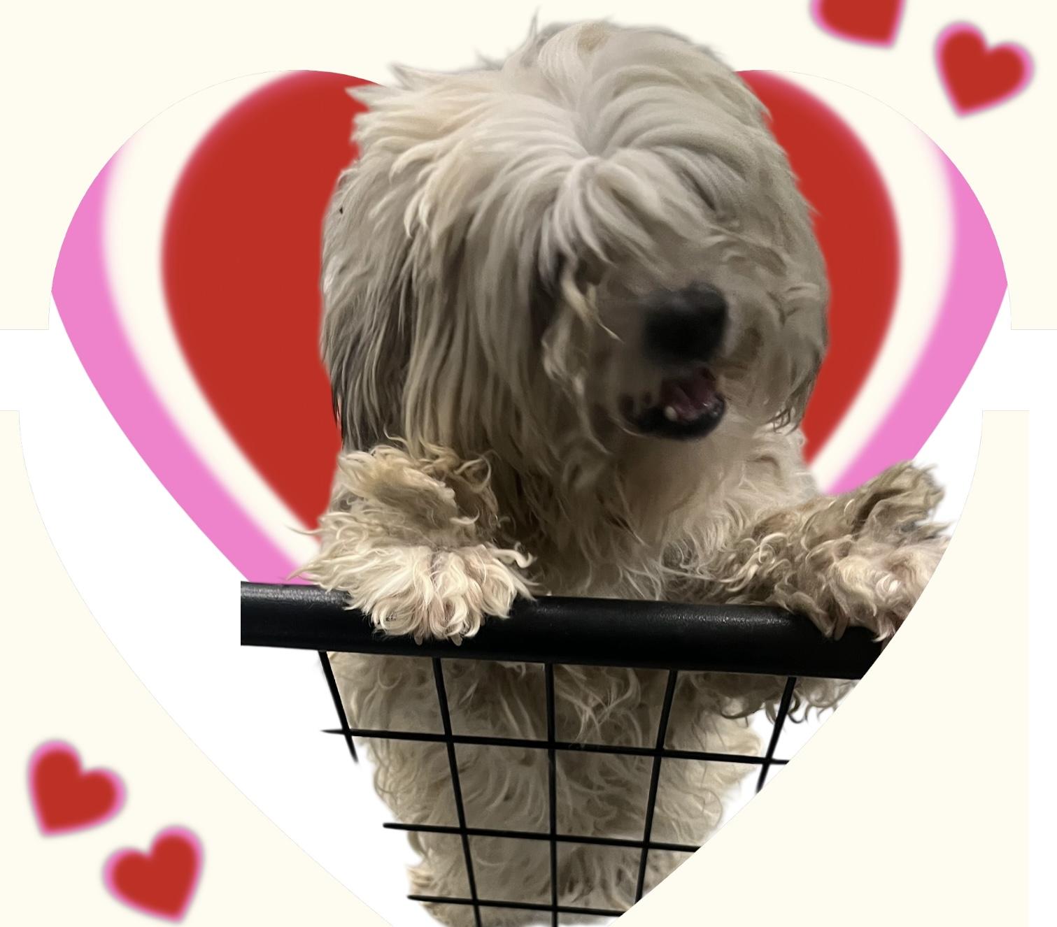 Lenny, Adoptable, Young Male Bichon Frise.