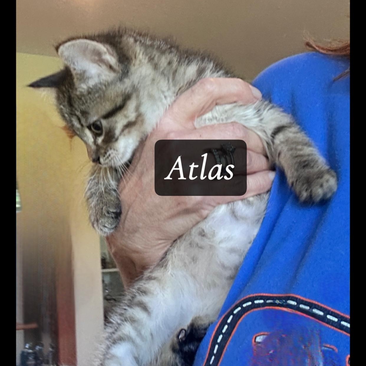 Enlarge Atlas, a Adoptable mixed breed in Saginaw, MI image 3/4