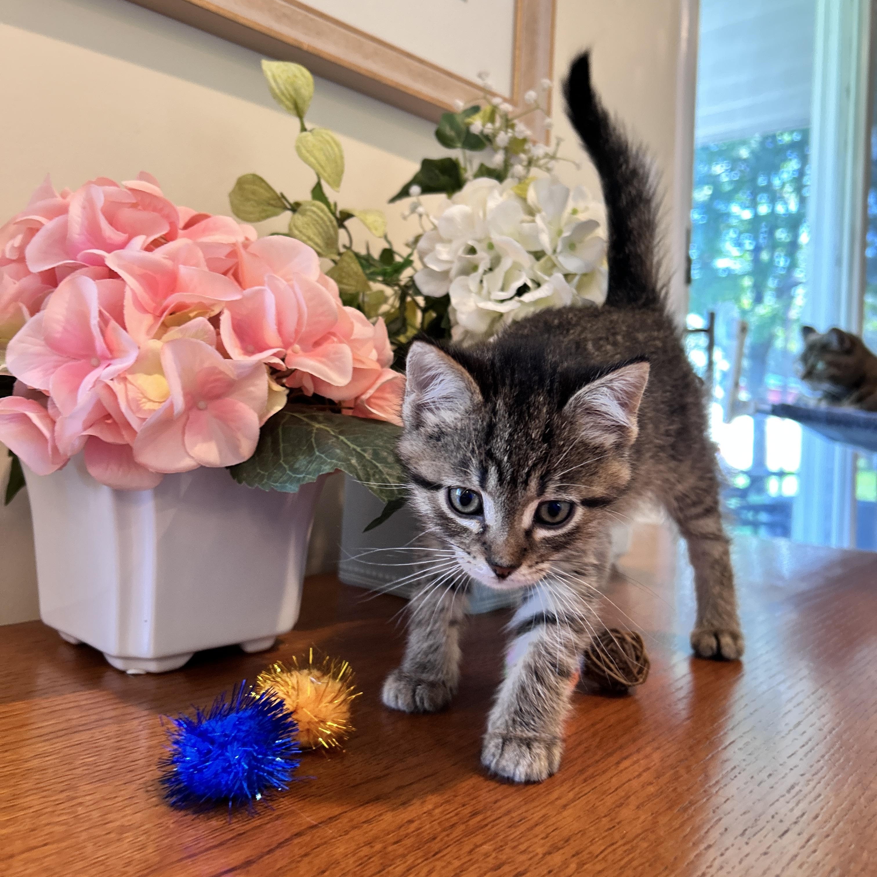 Atlas, Adoptable, Kitten Male Domestic Medium Hair & Tabby.