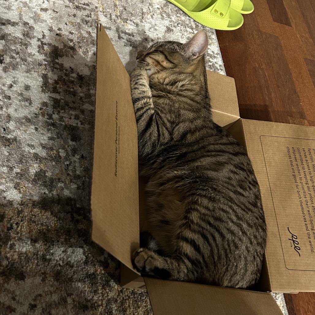 Enlarge Gucci, a Adoptable Domestic Short Hair in Tustin, CA image 1/4