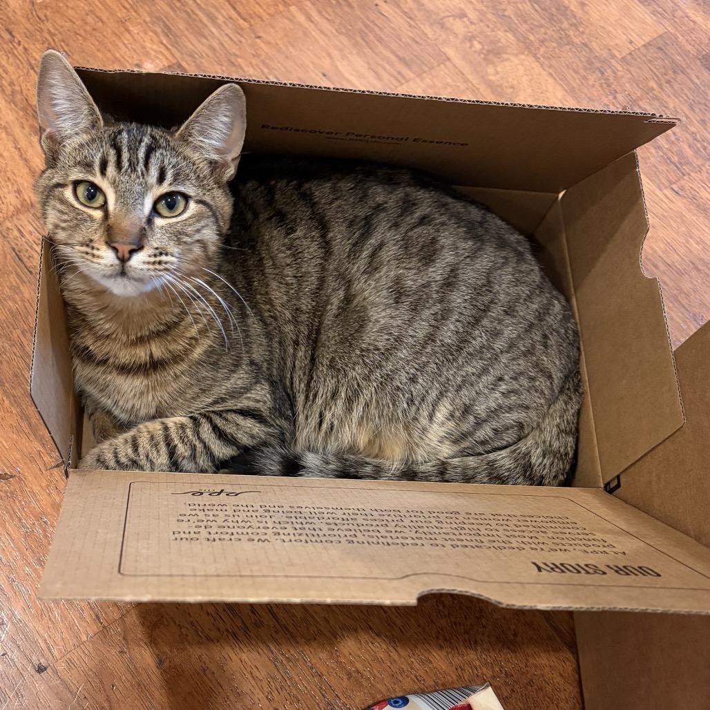 Enlarge Gucci, a Adoptable Domestic Short Hair in Tustin, CA image 2/4