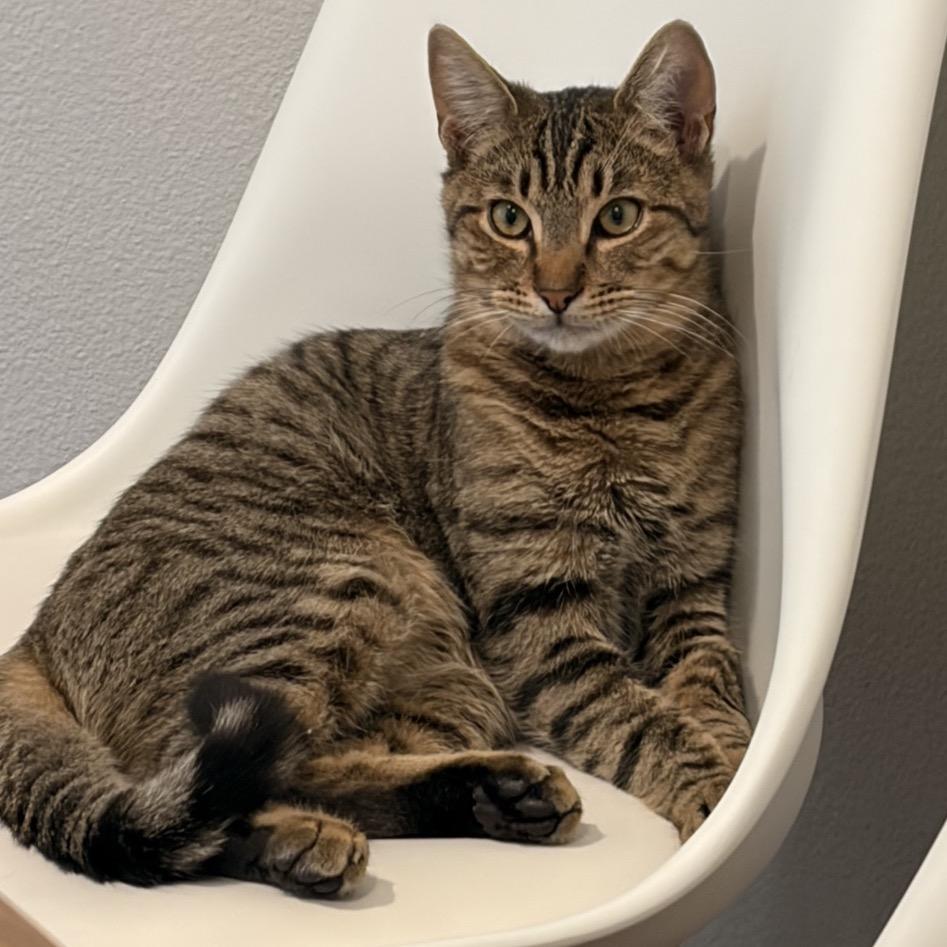 Enlarge Gucci, a Adoptable Domestic Short Hair in Tustin, CA image 3/4