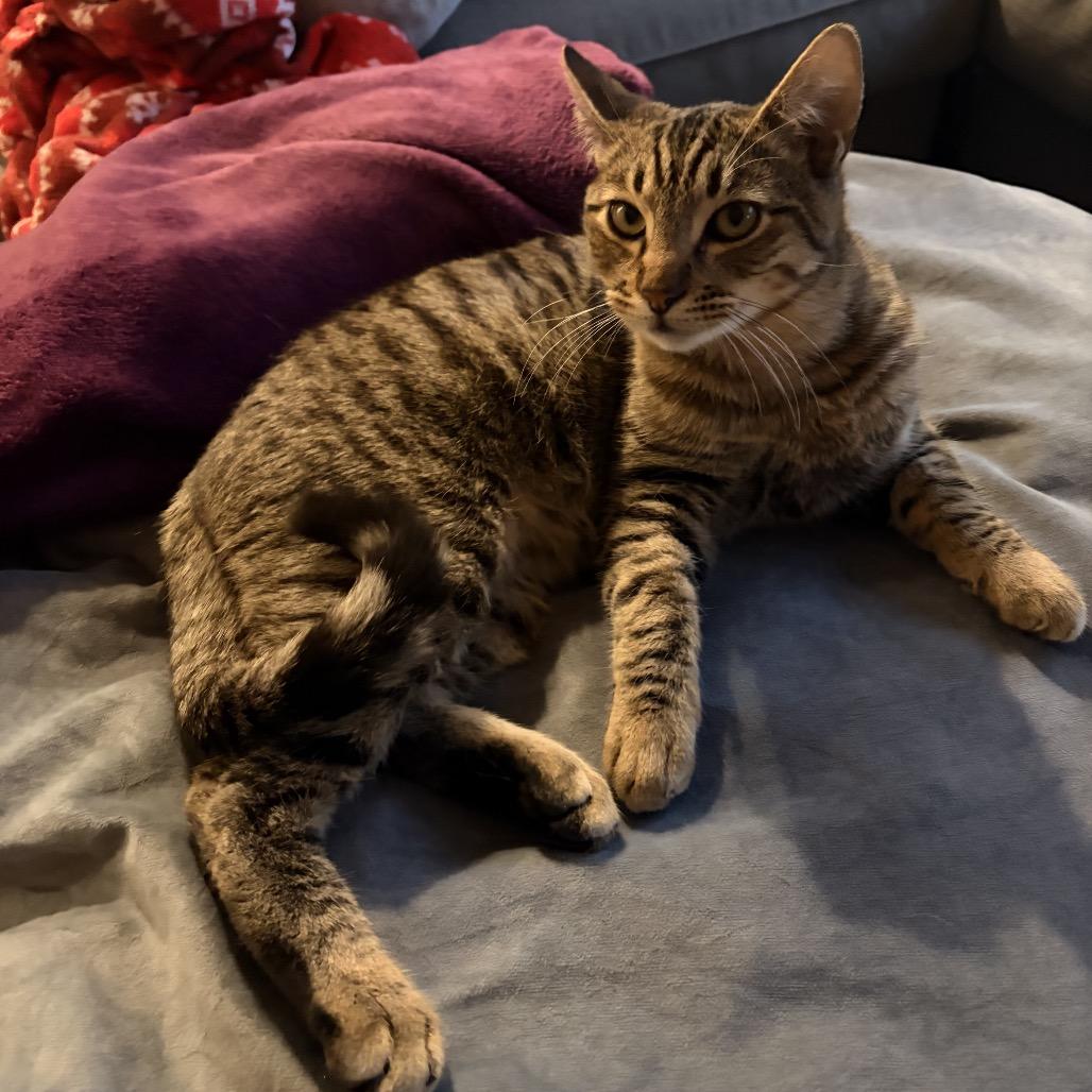 Enlarge Gucci, a Adoptable Domestic Short Hair in Tustin, CA image 4/4