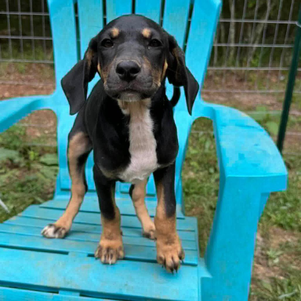 Jolene, Adoptable, Puppy Female Mixed Breed.