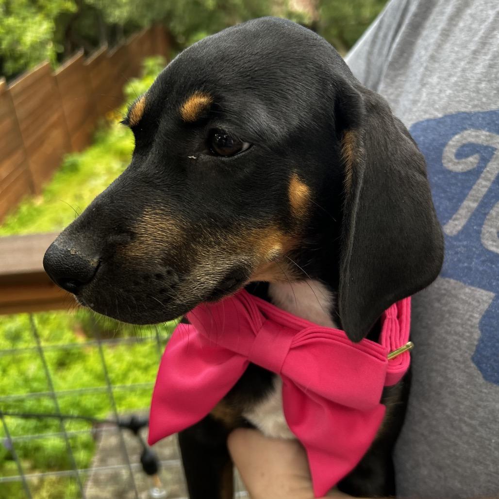 Enlarge Jolene, a Adoptable Mixed Breed in Austin, TX image 2/6