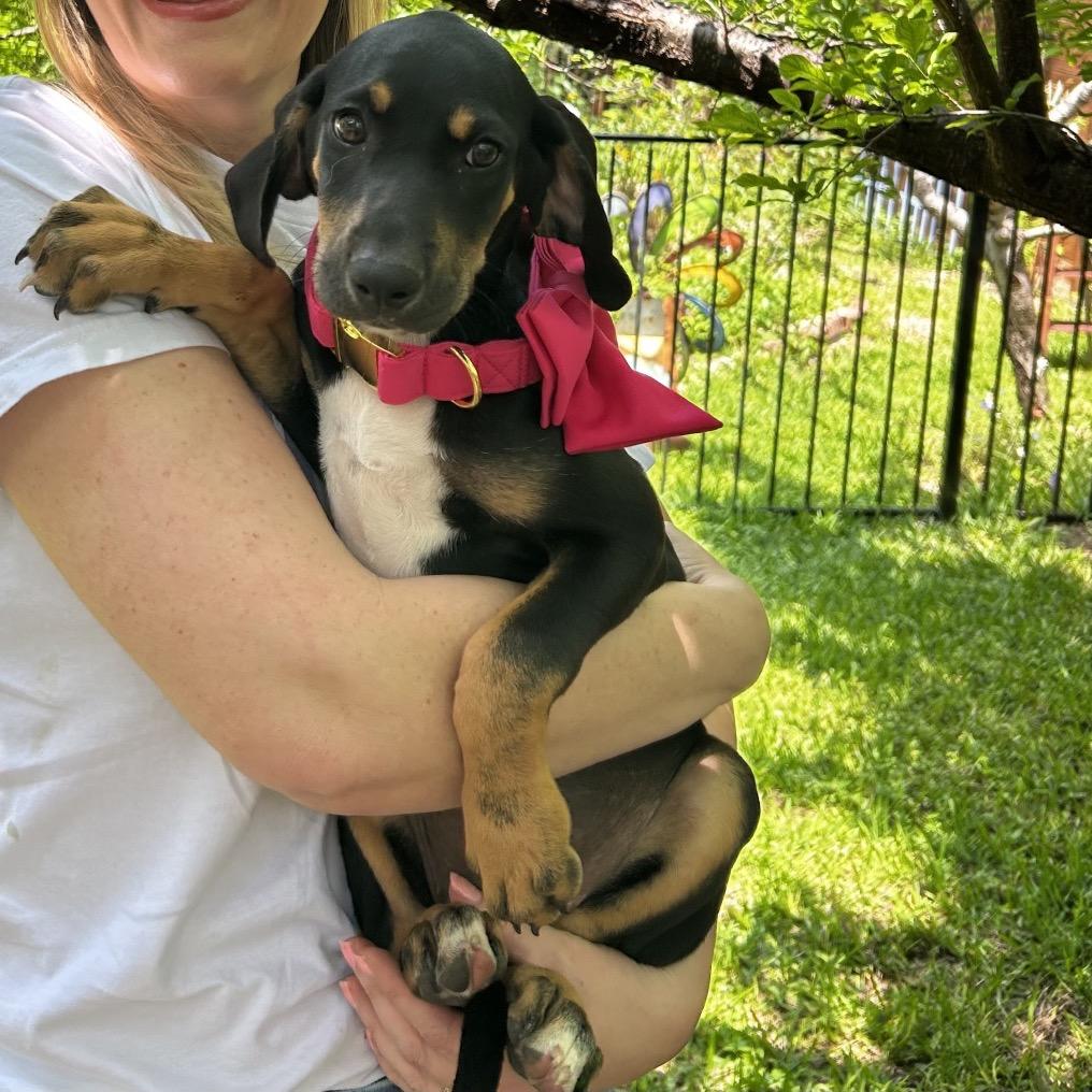 Enlarge Jolene, a Adoptable Mixed Breed in Austin, TX image 4/6