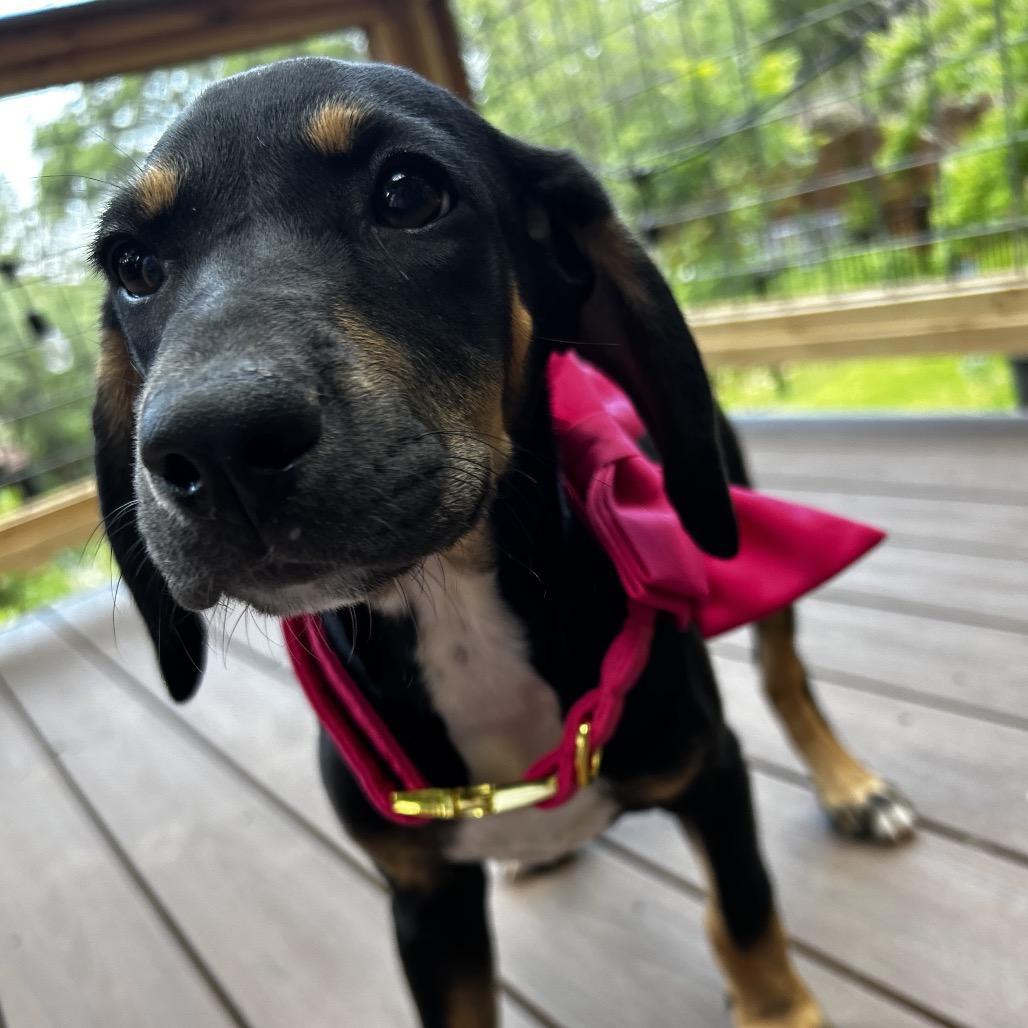 Enlarge Jolene, a Adoptable Mixed Breed in Austin, TX image 5/6