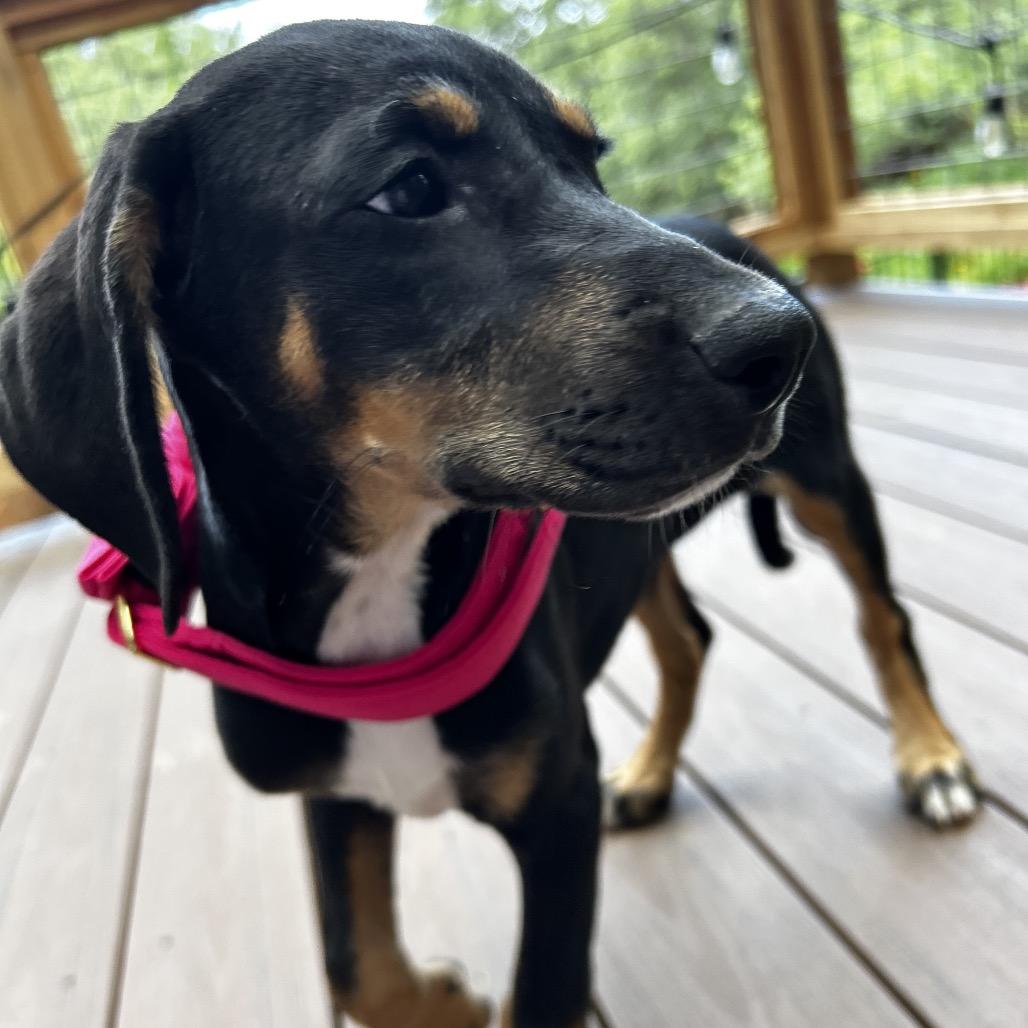 Enlarge Jolene, a Adoptable Mixed Breed in Austin, TX image 6/6