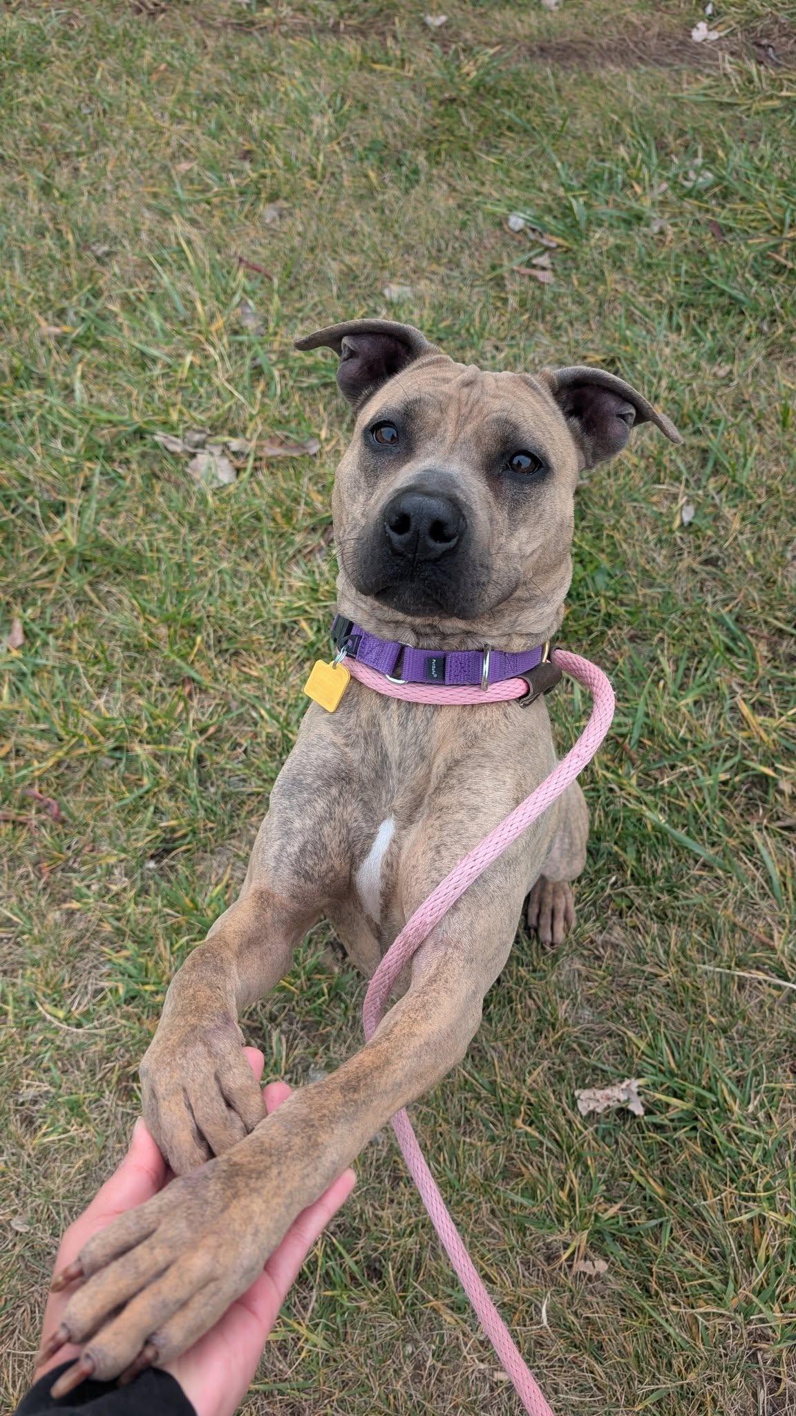 Shelley, Adoptable, Young Female Pit Bull Terrier.