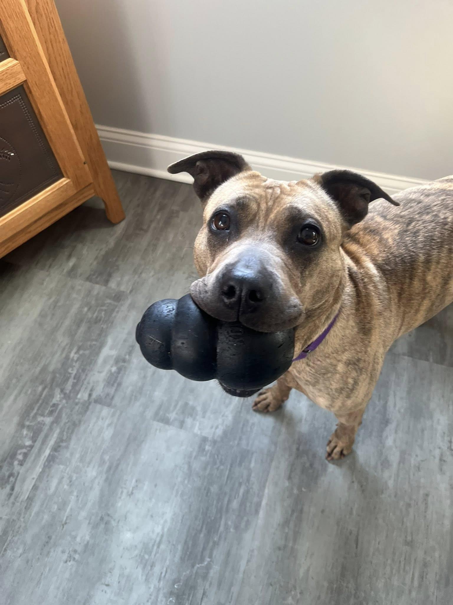 Enlarge Shelley, an adopted mixed breed in Cleveland, OH image 6/6