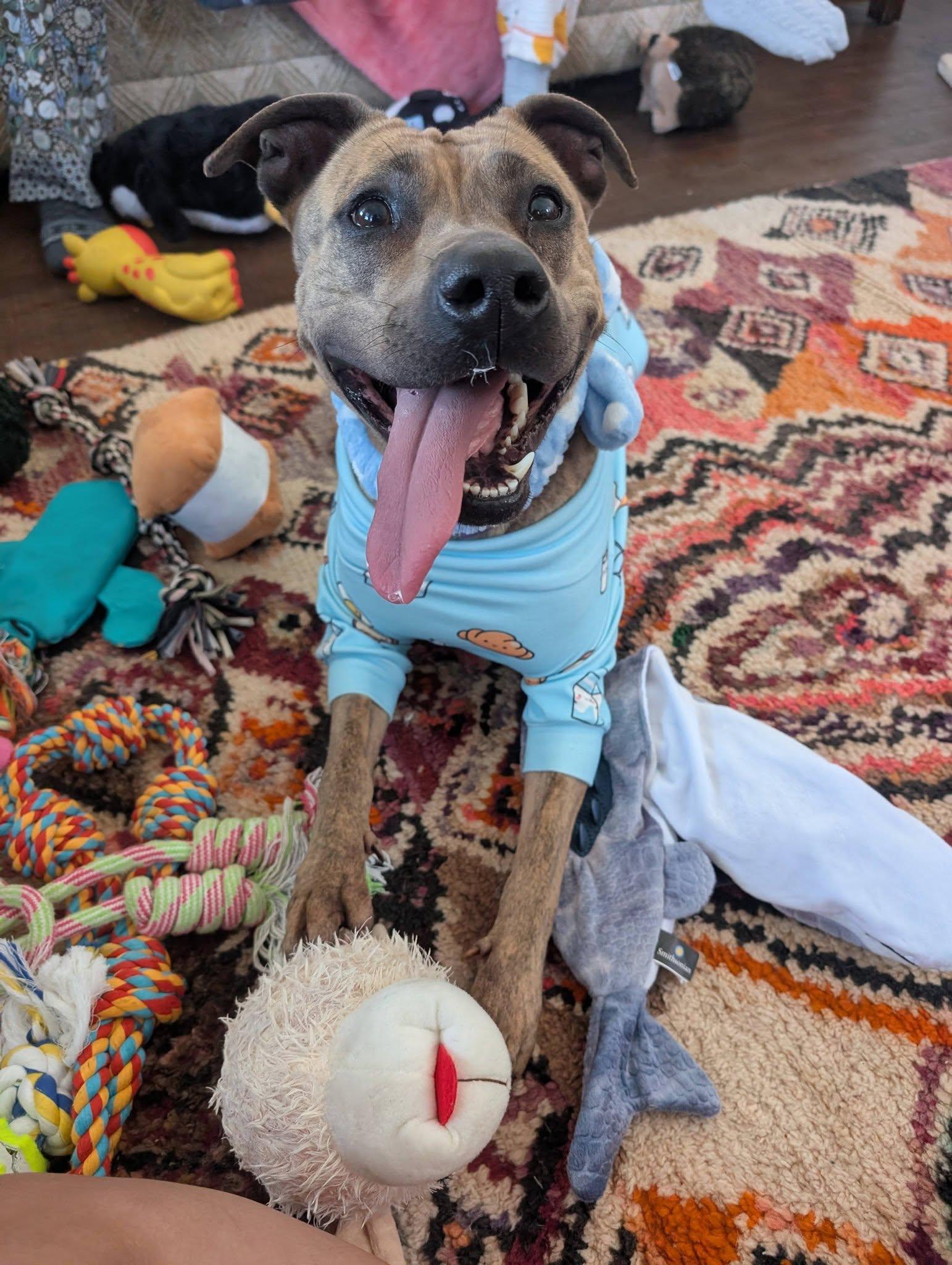 Enlarge Shelley, a Adoptable mixed breed in Cleveland, OH image 1/6