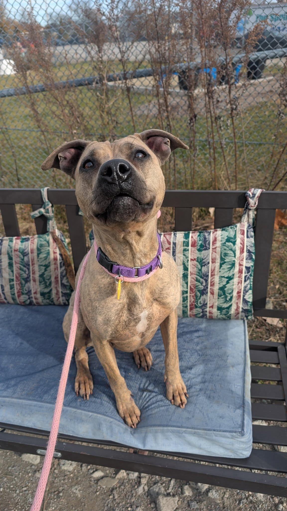 Shelley, a Adoptable mixed breed in Cleveland, OH image 2/6