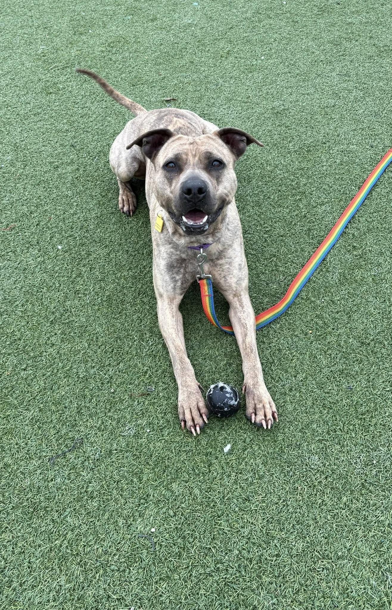 Enlarge Shelley, a Adoptable mixed breed in Cleveland, OH image 2/6