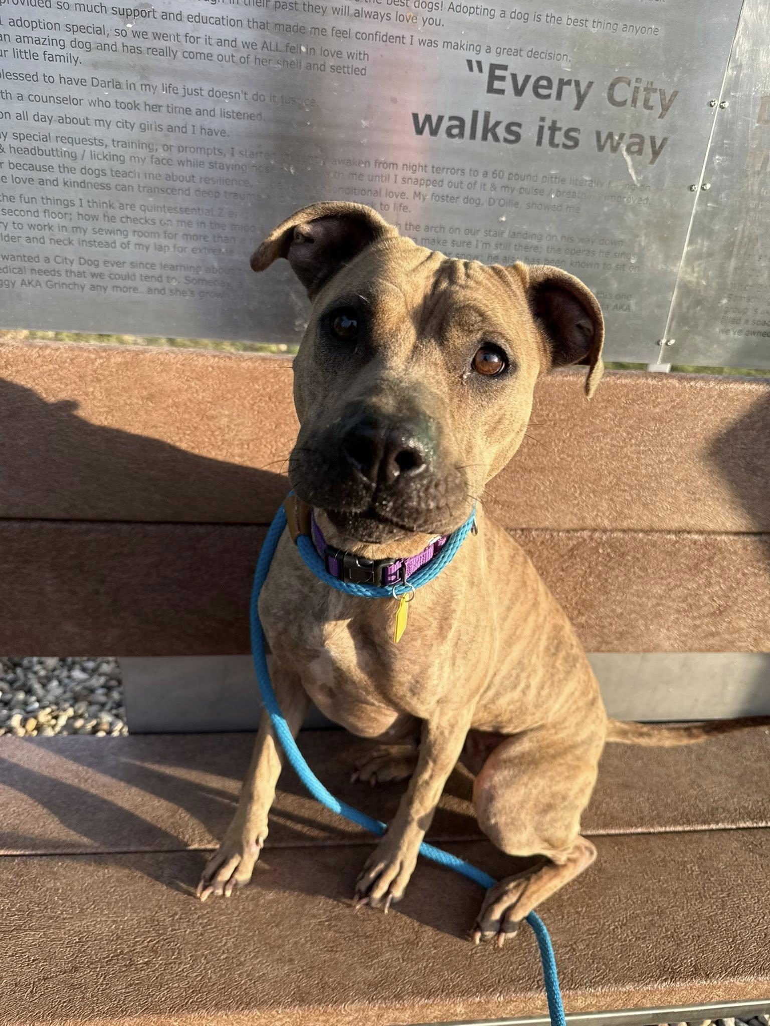 Shelley, a Adoptable mixed breed in Cleveland, OH image 3/6