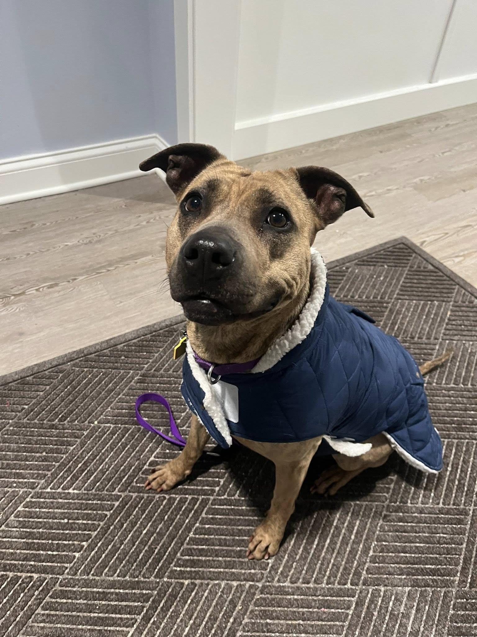 Enlarge Shelley, an adopted mixed breed in Cleveland, OH image 1/6