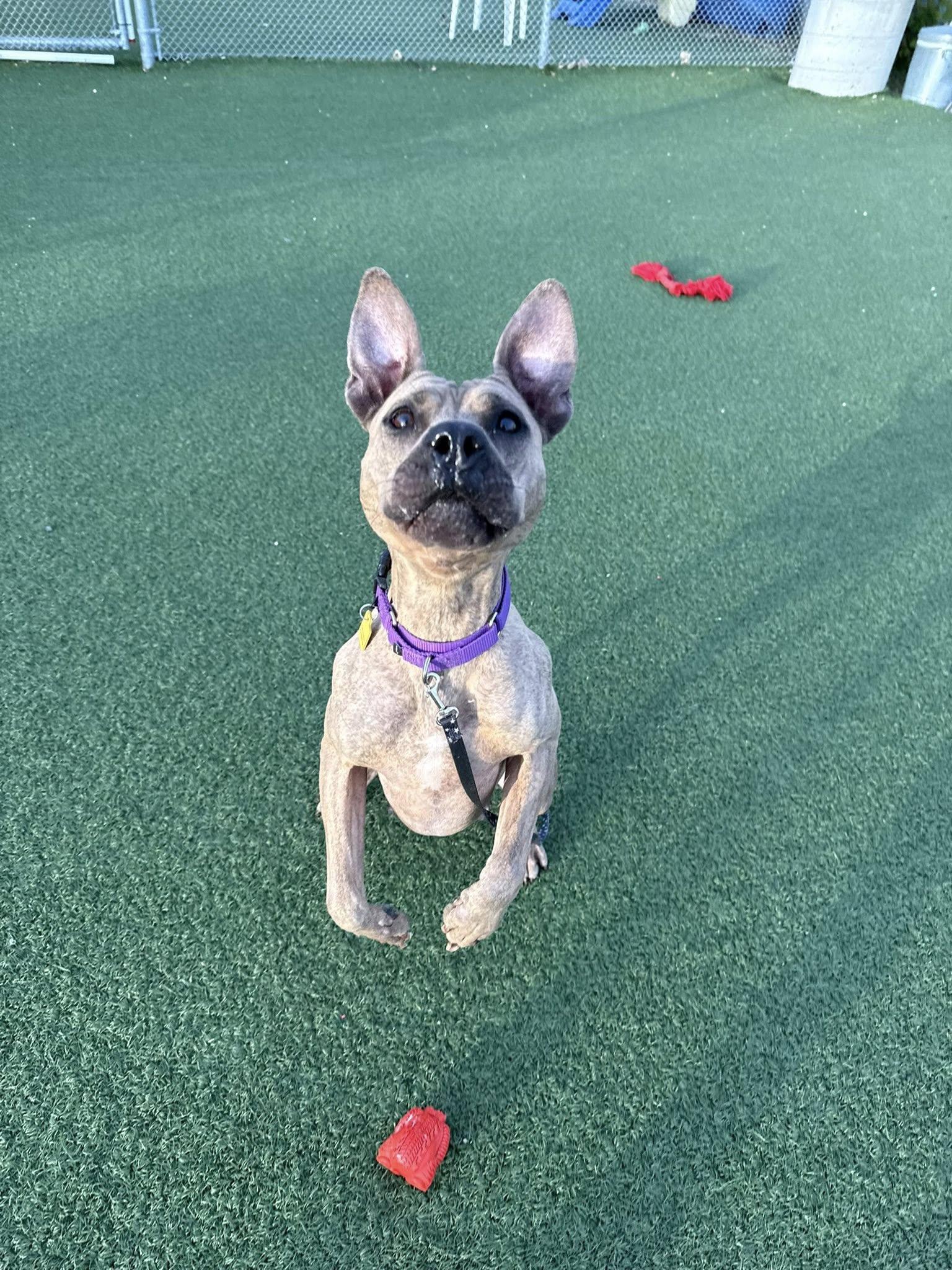 Shelley, a Adoptable mixed breed in Cleveland, OH image 4/6